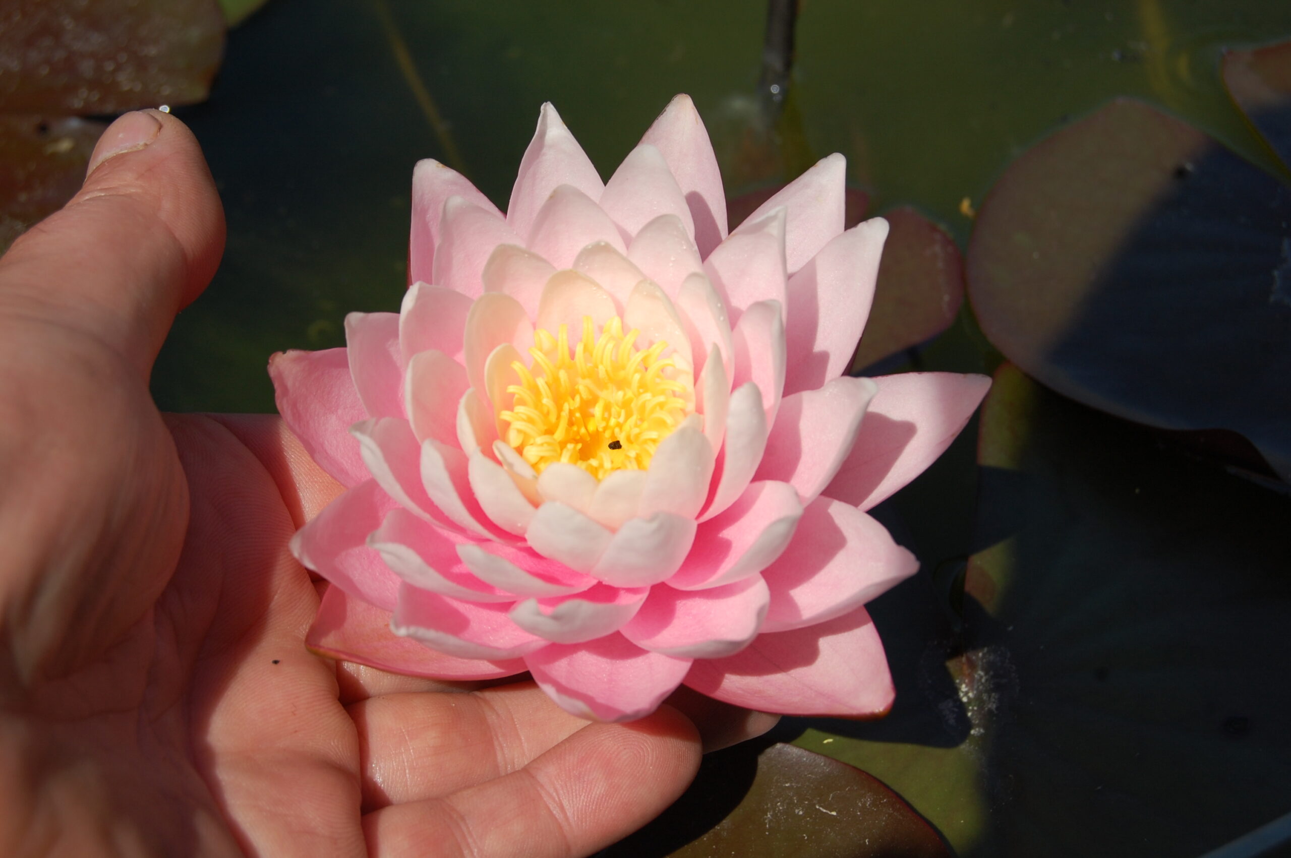 acheter nymphaea Canopus for sale buy on line (38)