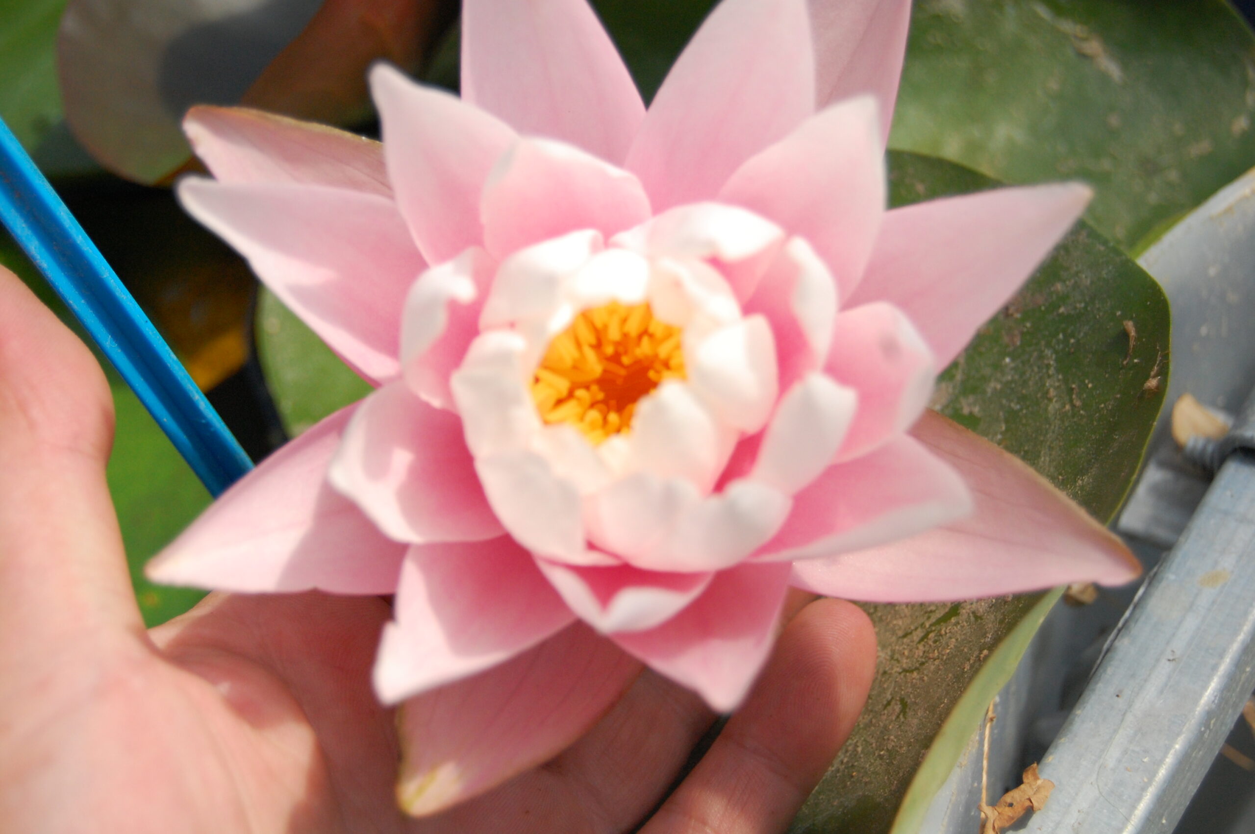 acheter nymphaea Canopus for sale buy on line (4)
