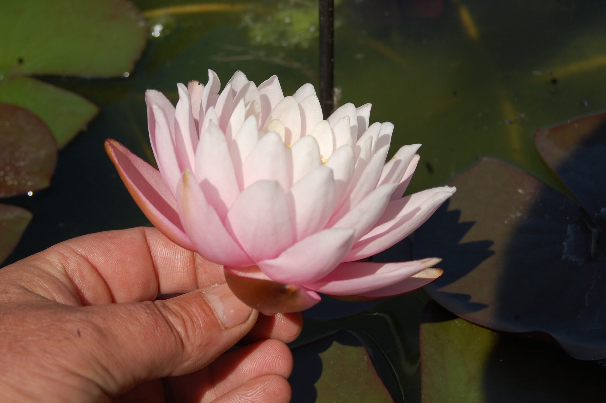 acheter nymphaea Canopus for sale buy on line (40)