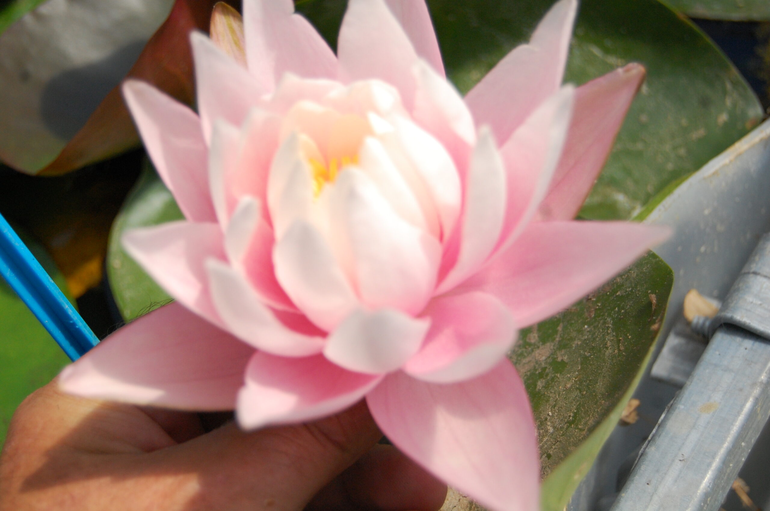acheter nymphaea Canopus for sale buy on line (6)
