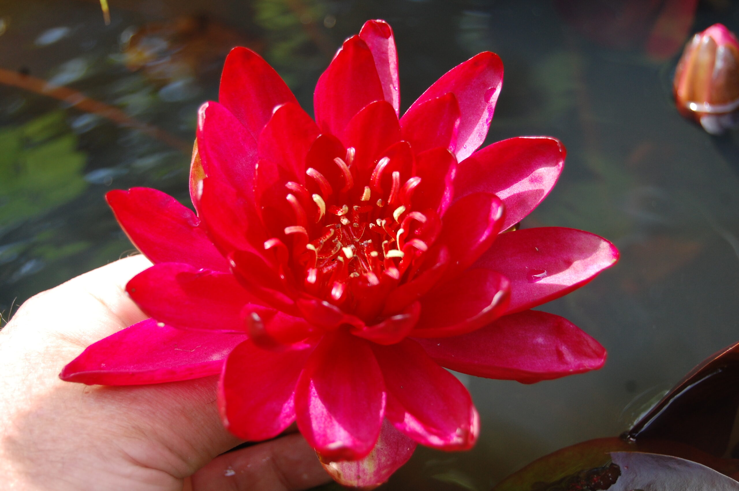 acheter nymphaea Carmen for sale buy on line (12)