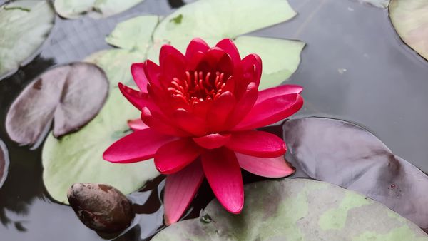acheter nymphaea Carmen for sale buy on line (2)