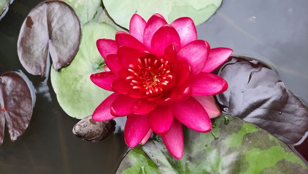 acheter nymphaea Carmen for sale buy on line (3)
