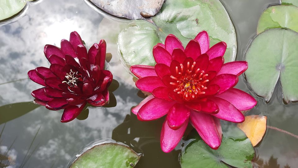acheter nymphaea Carmen for sale buy on line (4)