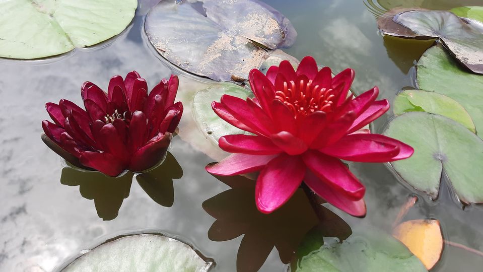 acheter nymphaea Carmen for sale buy on line (5)
