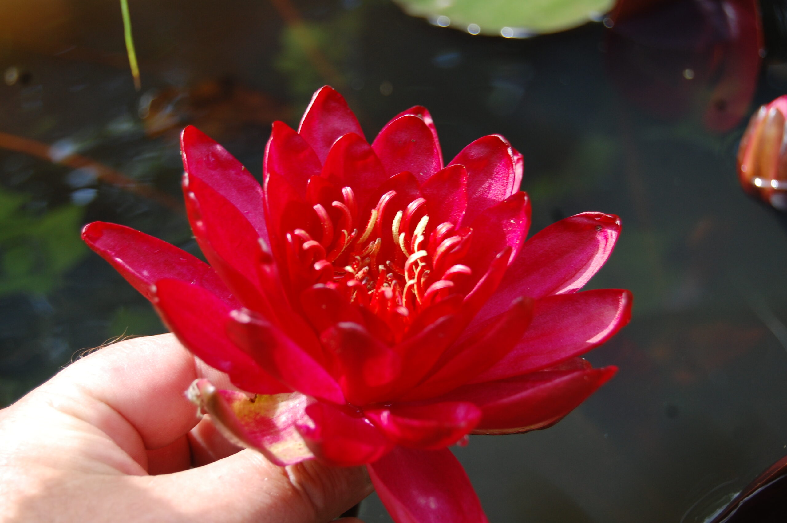 acheter nymphaea Carmen for sale buy on line (7)