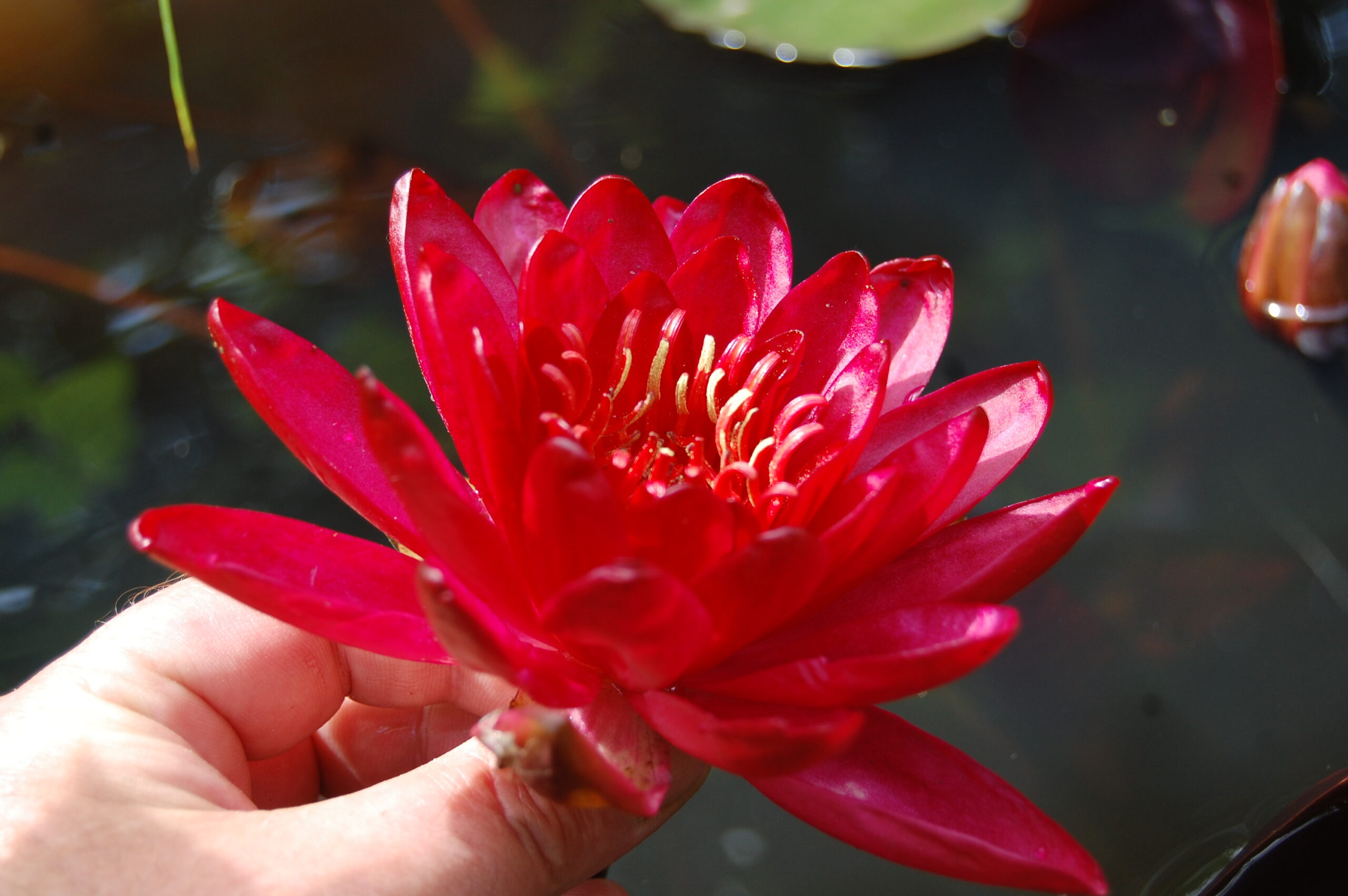 acheter nymphaea Carmen for sale buy on line (8)