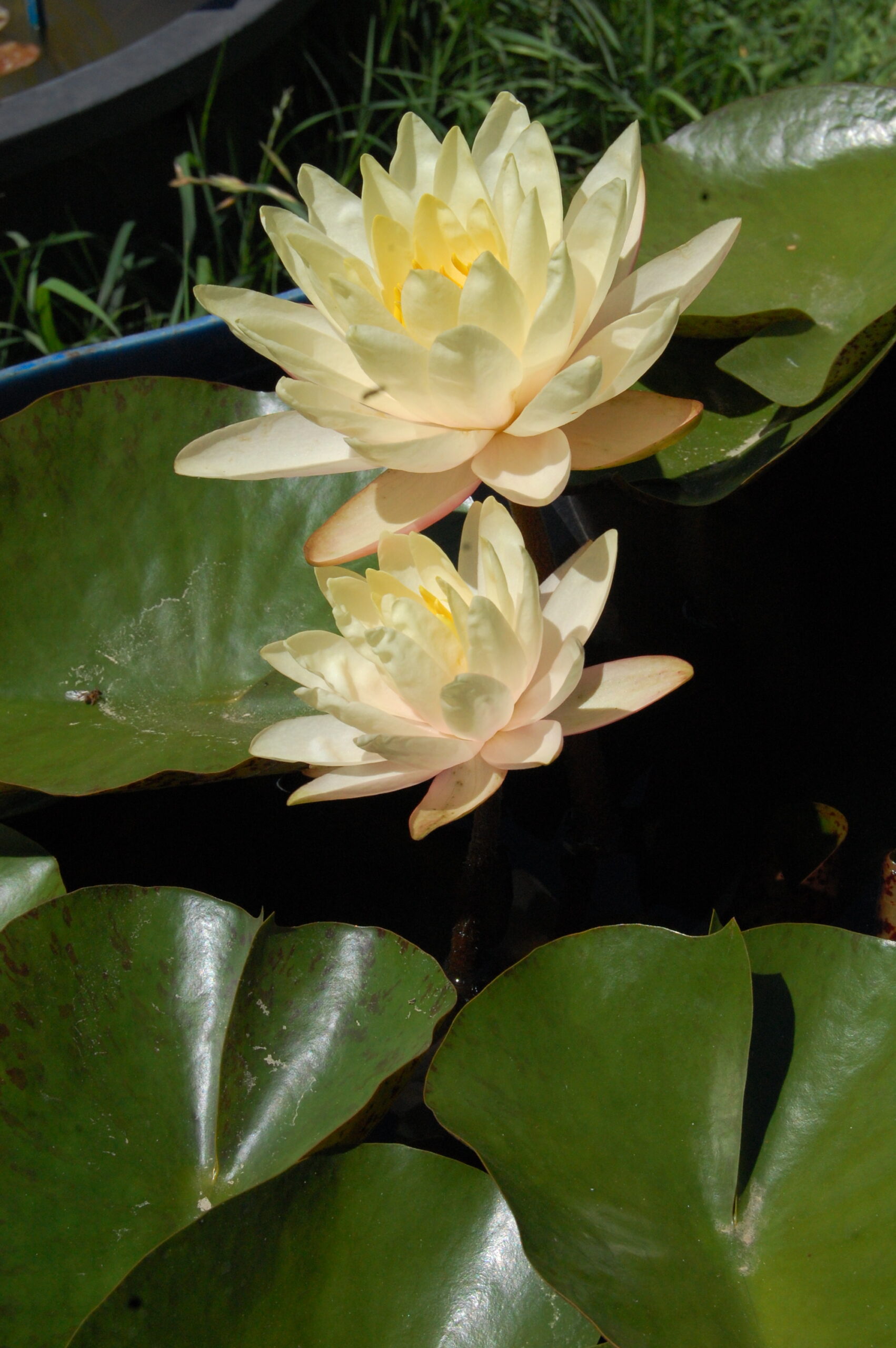 acheter nymphaea Carolina Sunset for sale buy on line (1)