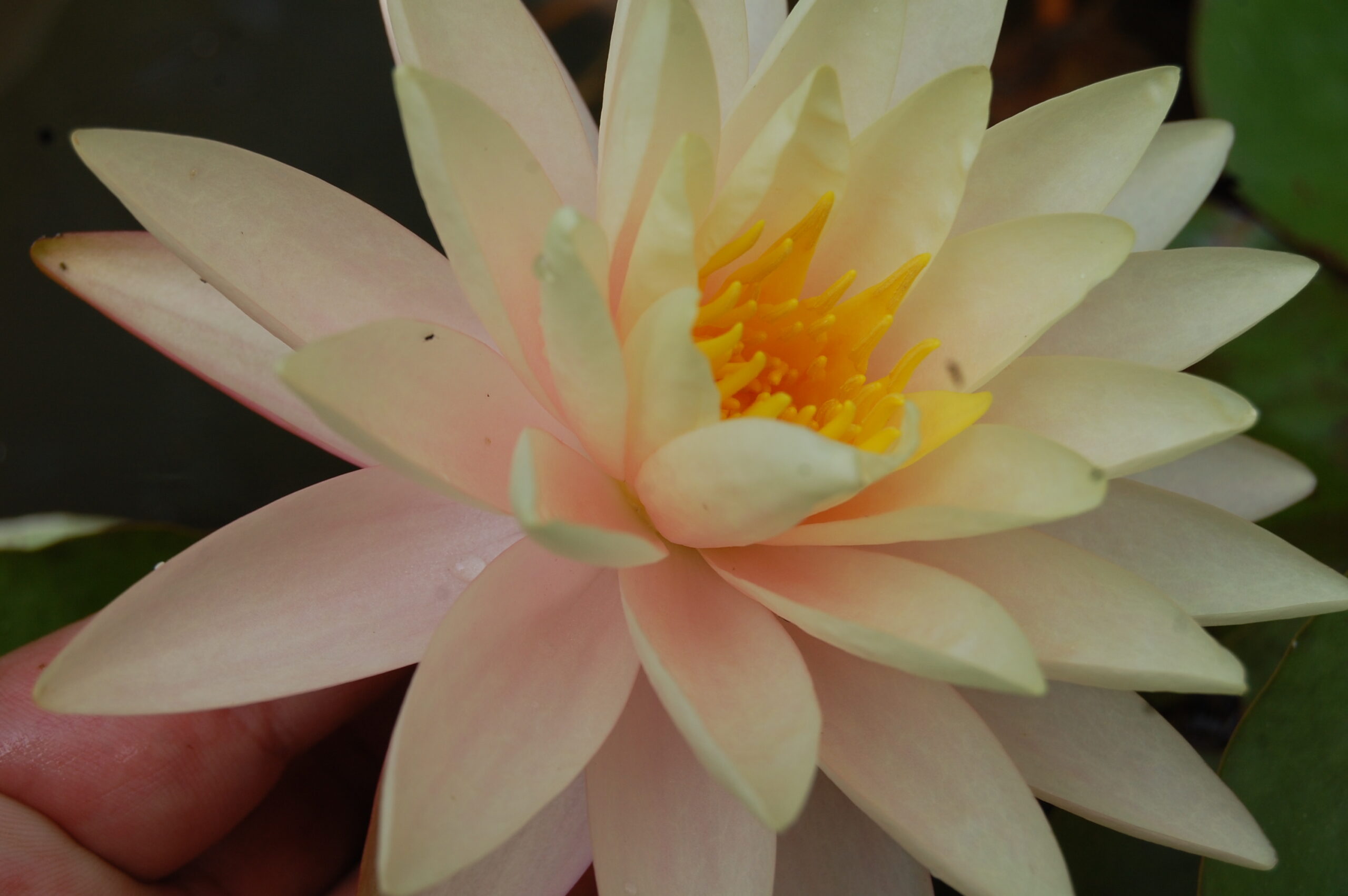 acheter nymphaea Carolina Sunset for sale buy on line (10)