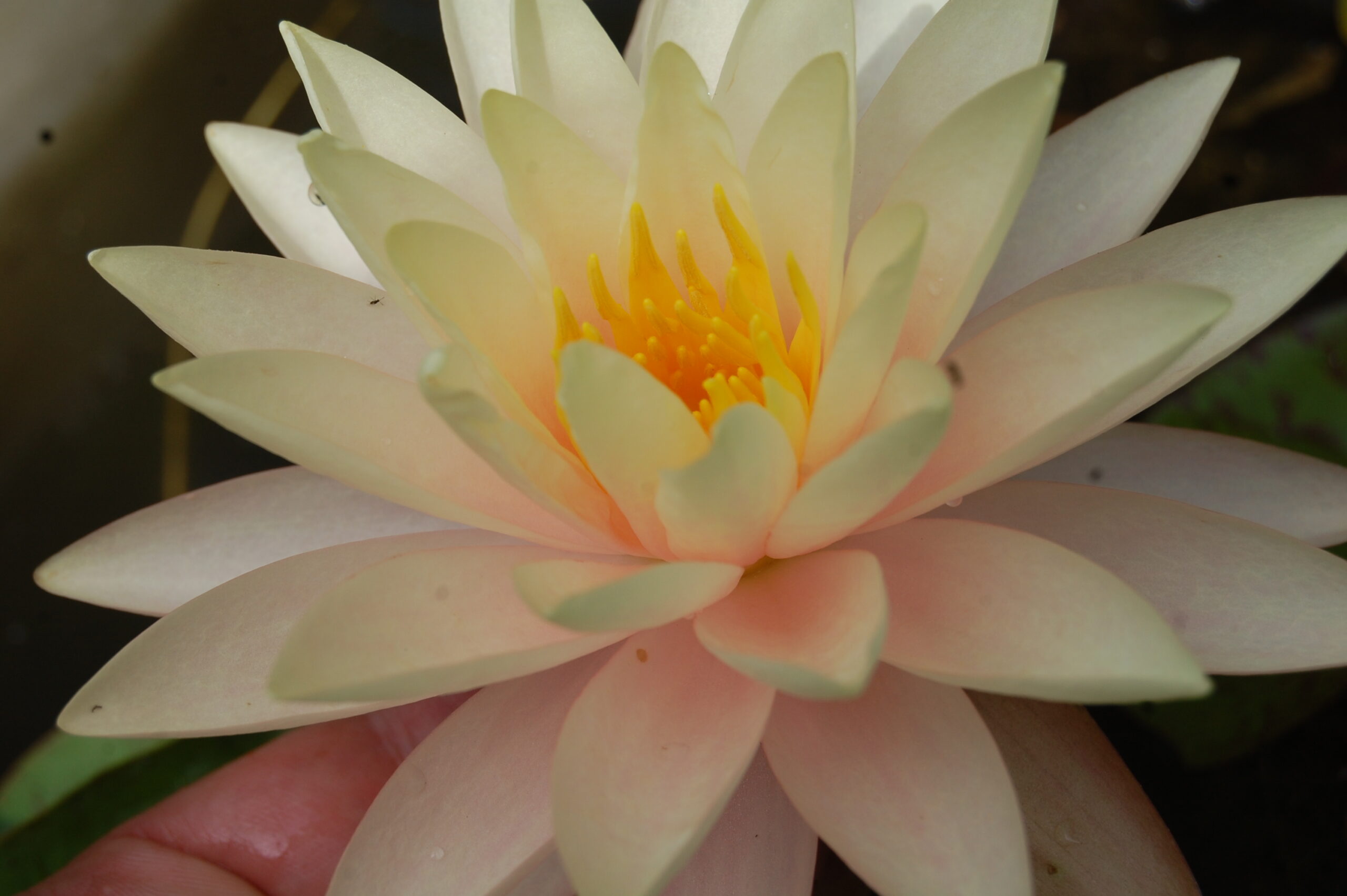 acheter nymphaea Carolina Sunset for sale buy on line (11)