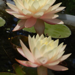 acheter nymphaea Carolina Sunset for sale buy on line (14)