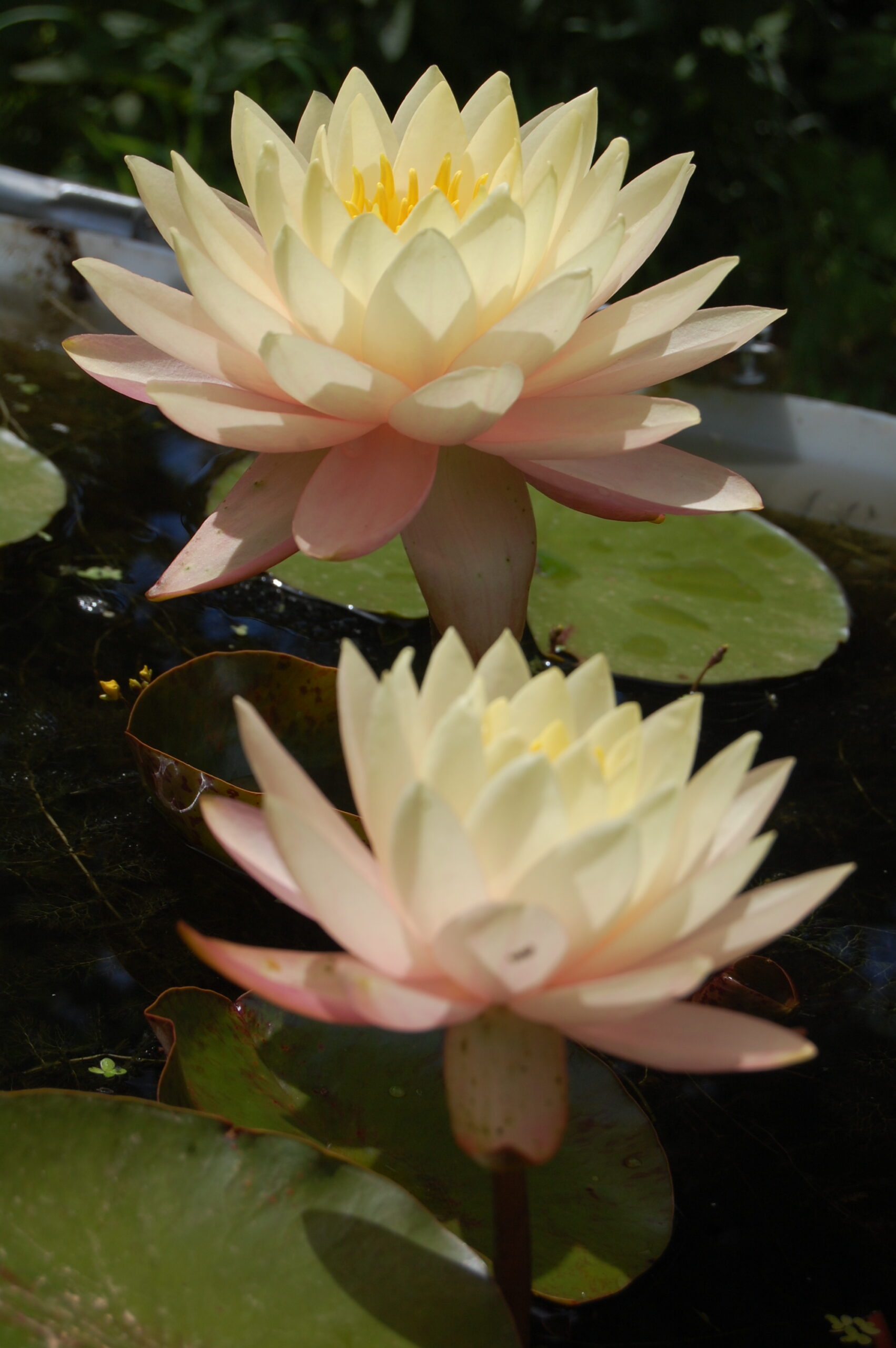 acheter nymphaea Carolina Sunset for sale buy on line (14)