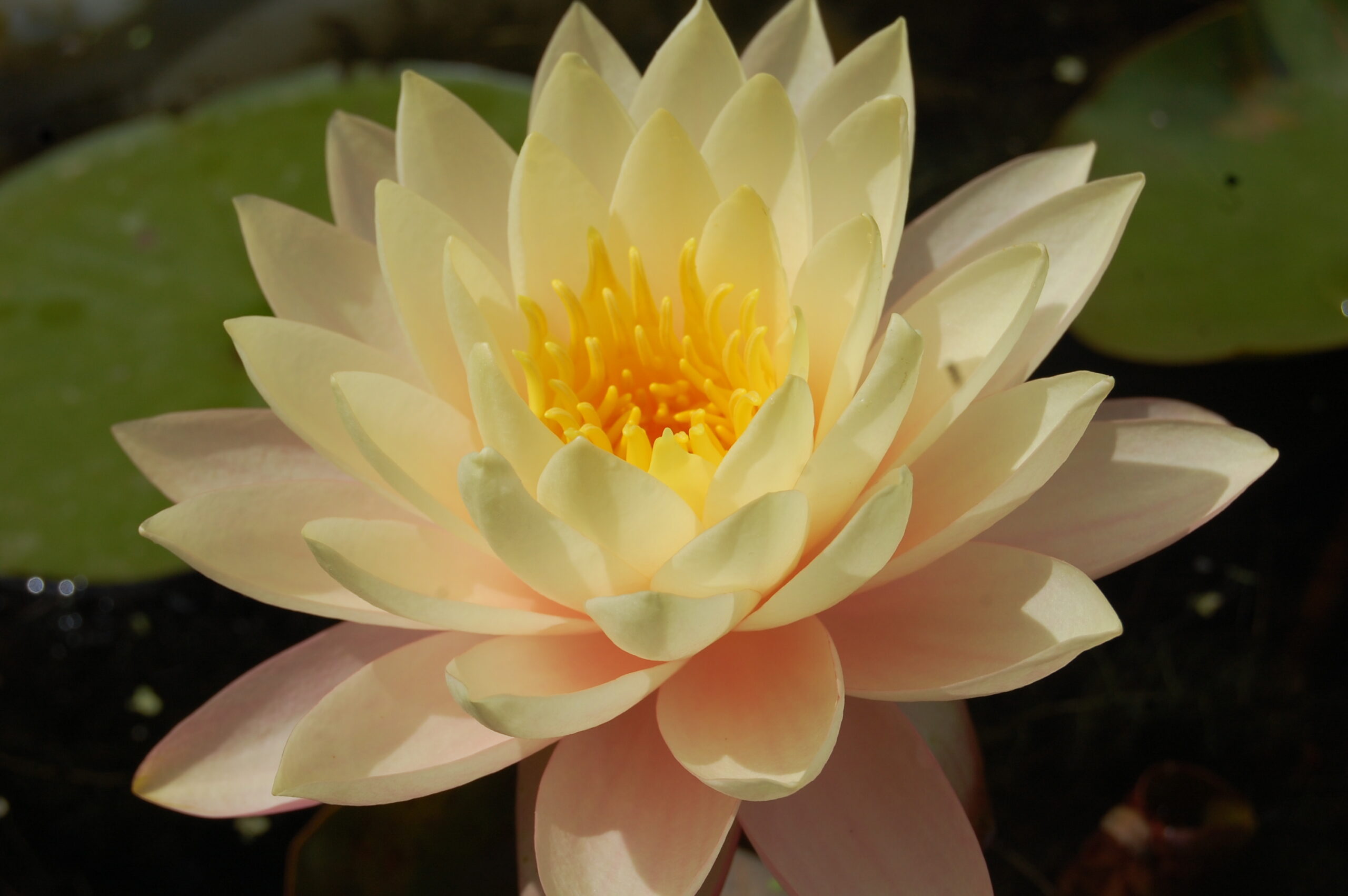 acheter nymphaea Carolina Sunset for sale buy on line (16)