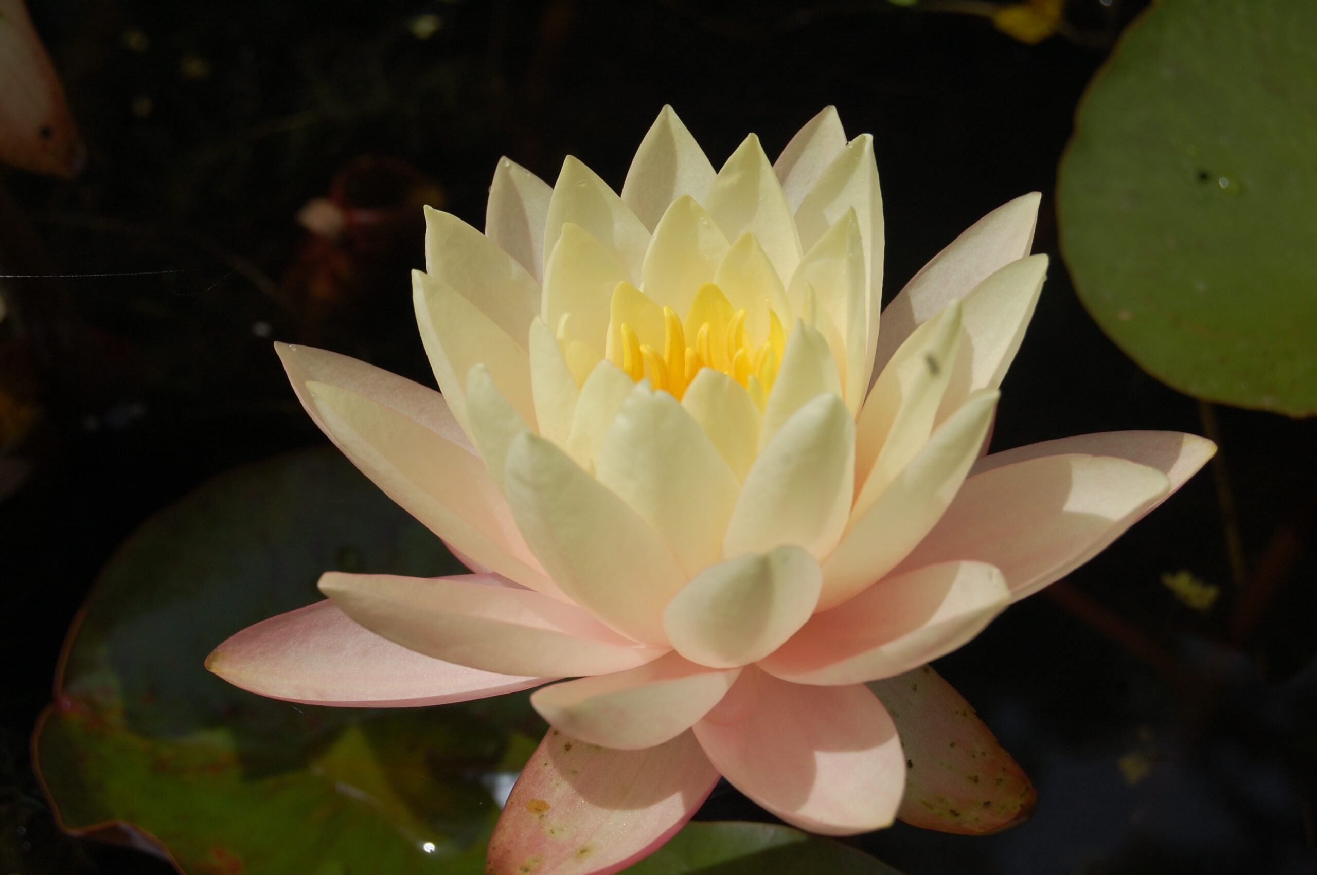 acheter nymphaea Carolina Sunset for sale buy on line (17)