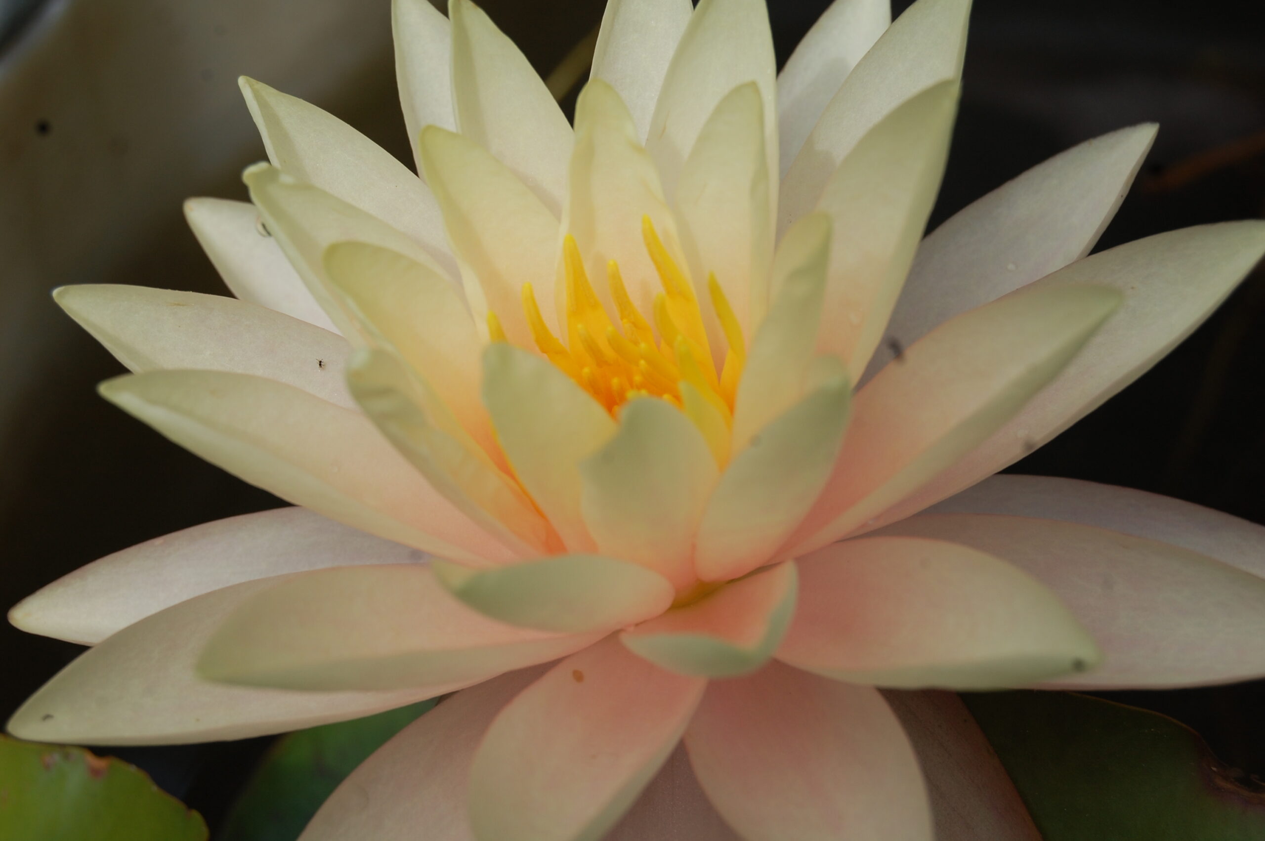 acheter nymphaea Carolina Sunset for sale buy on line (2)