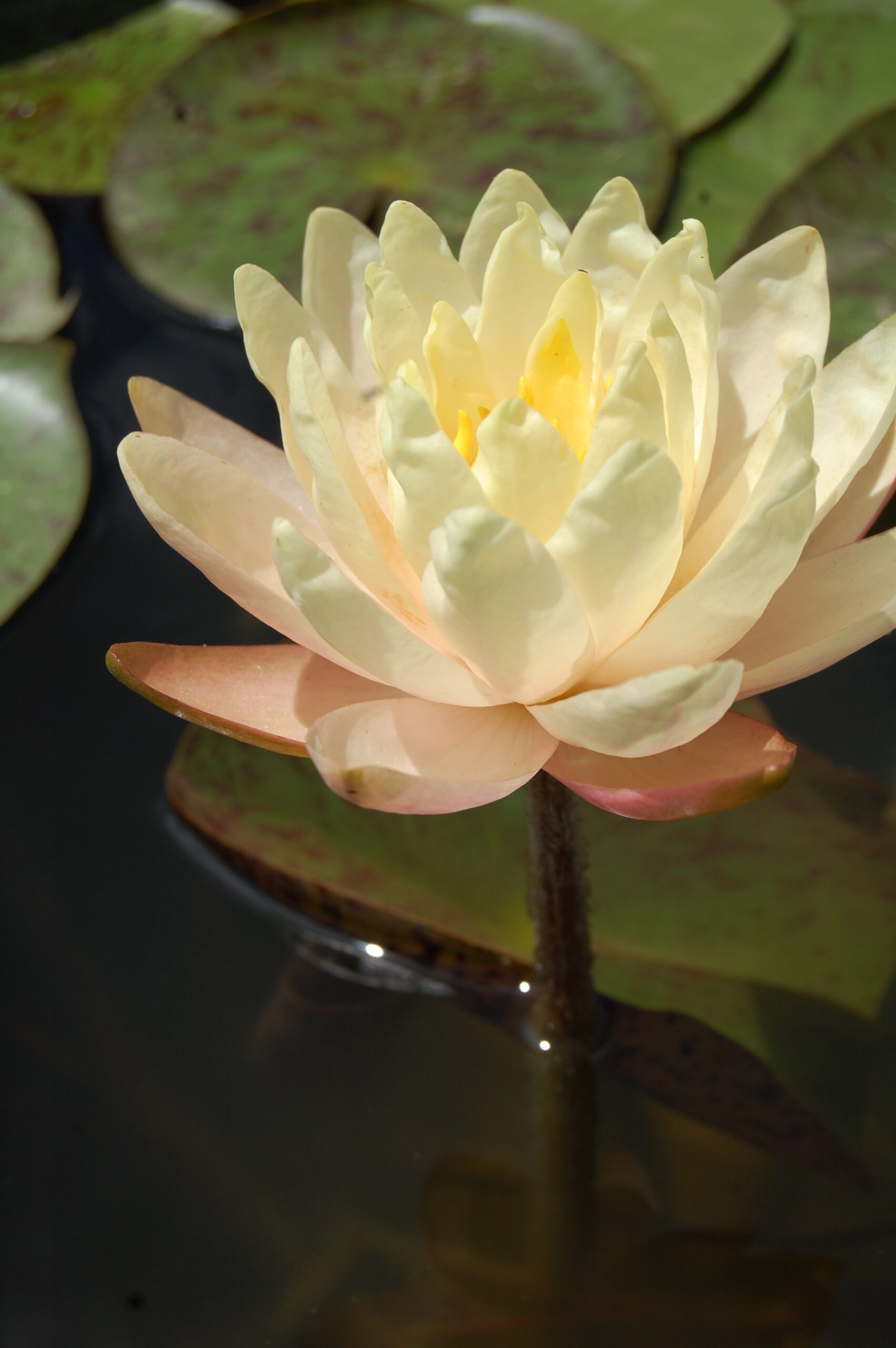 acheter nymphaea Carolina Sunset for sale buy on line (20)
