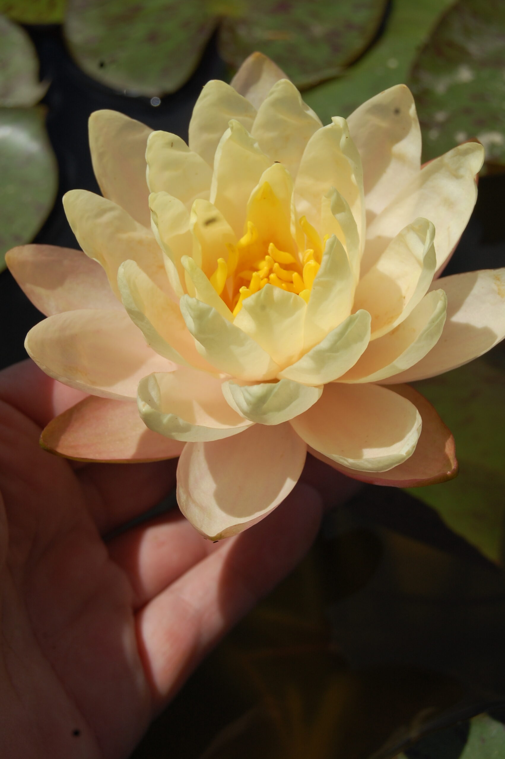 acheter nymphaea Carolina Sunset for sale buy on line (21)