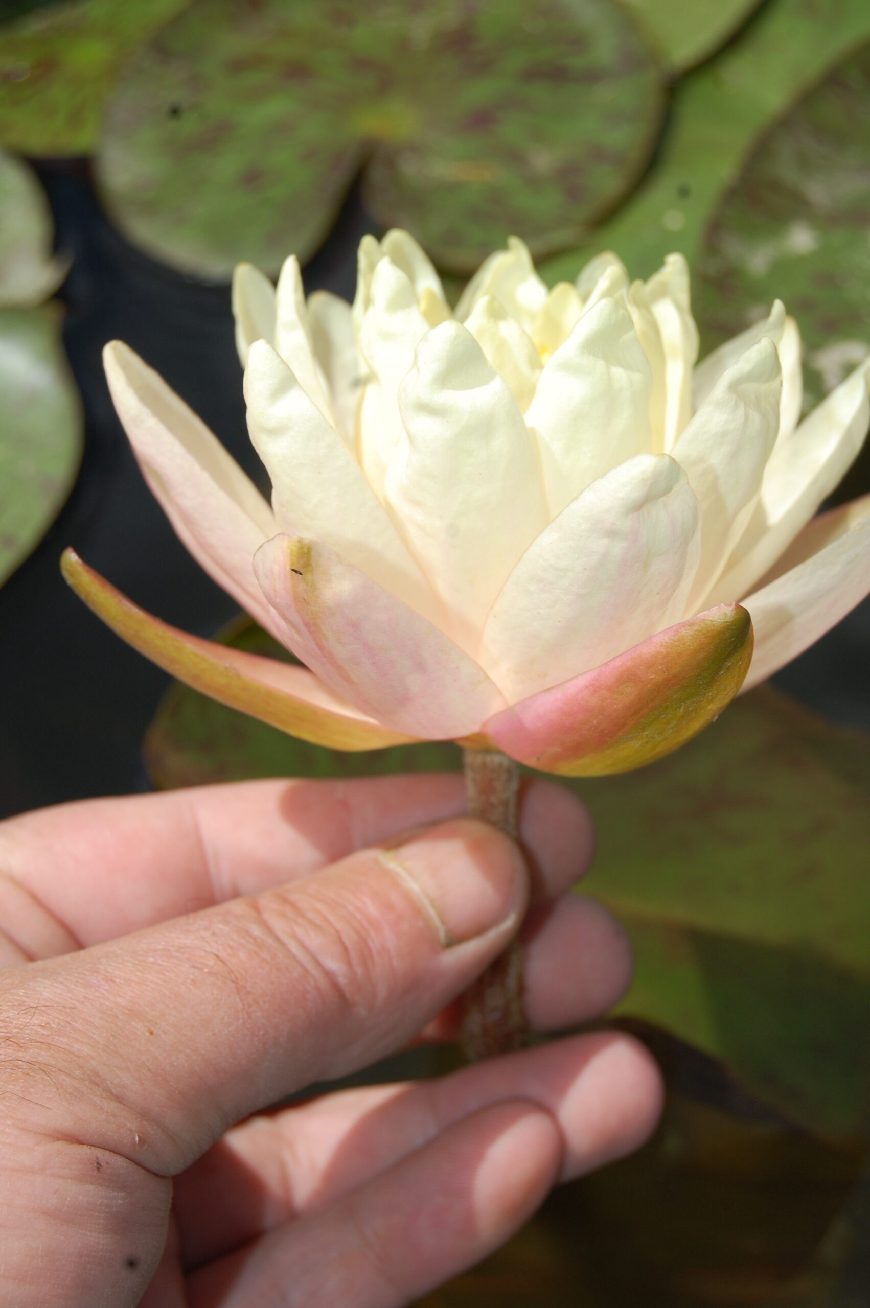 acheter nymphaea Carolina Sunset for sale buy on line (22)