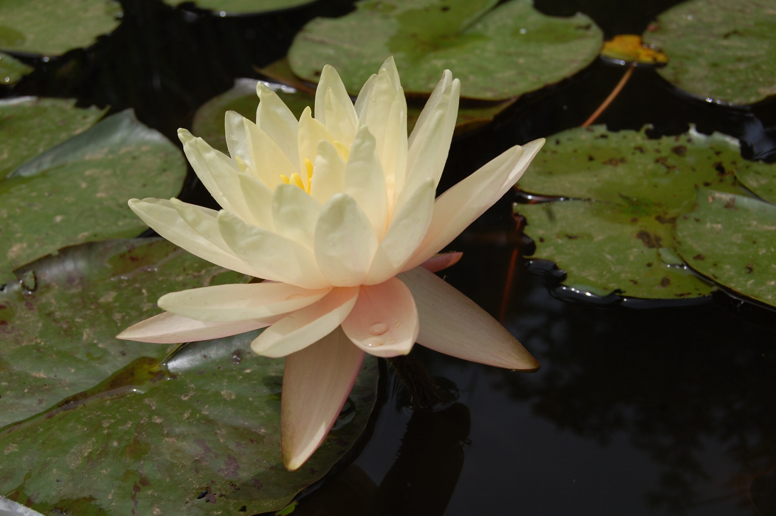 acheter nymphaea Carolina Sunset for sale buy on line (28)
