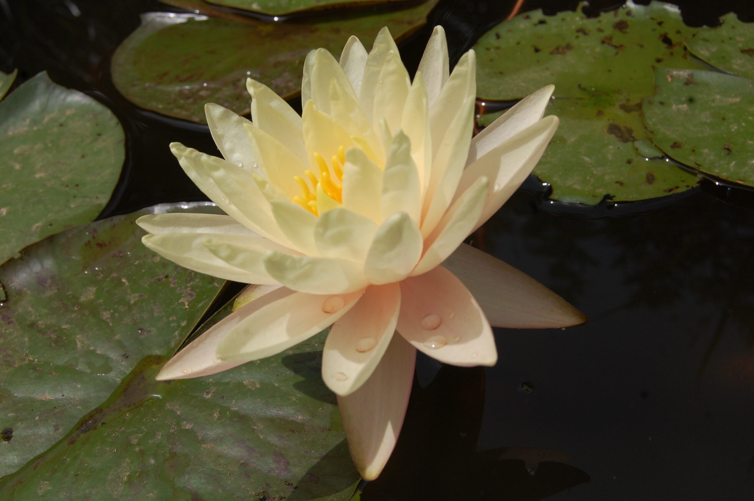 acheter nymphaea Carolina Sunset for sale buy on line (32)