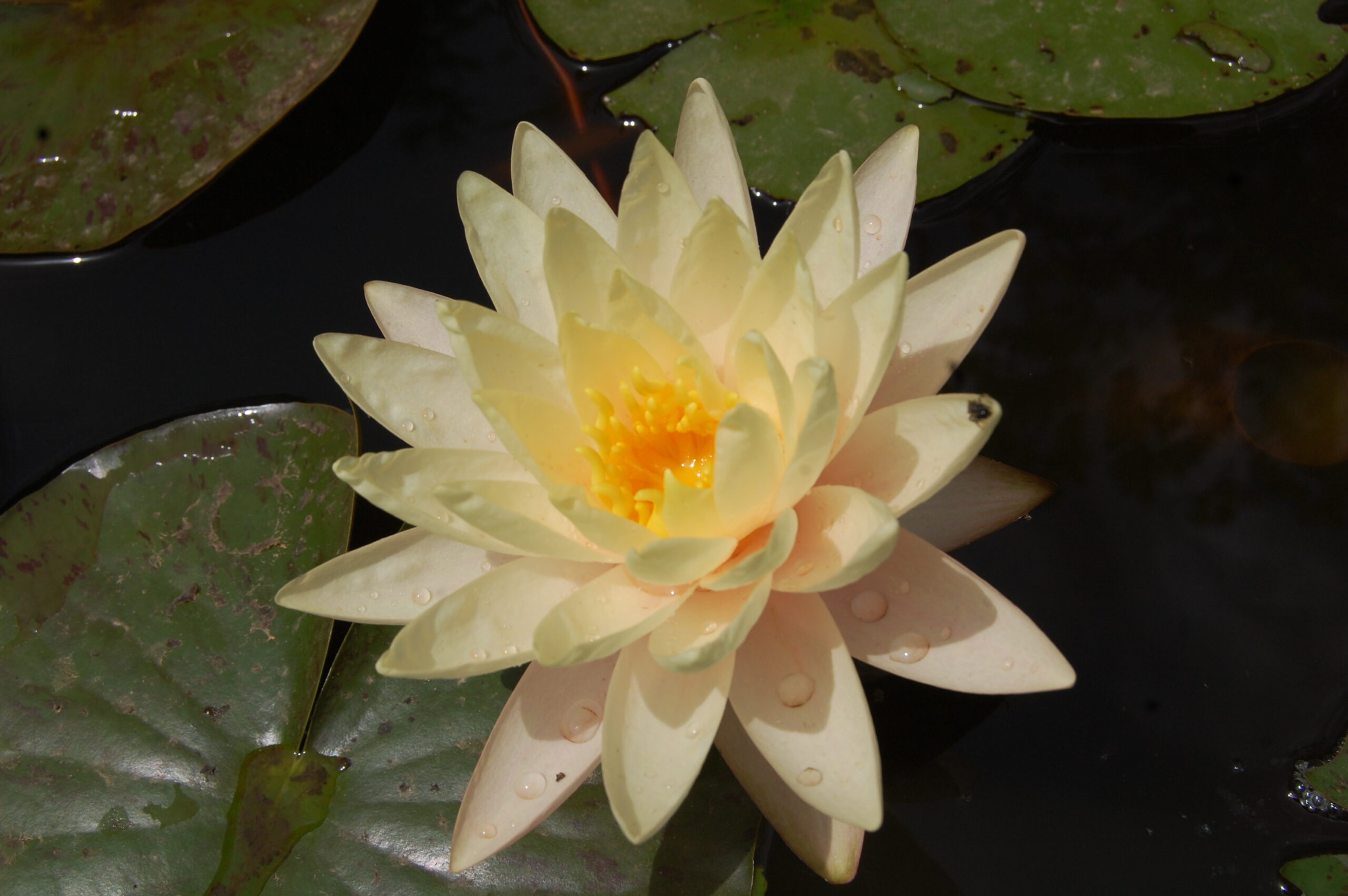acheter nymphaea Carolina Sunset for sale buy on line (38)