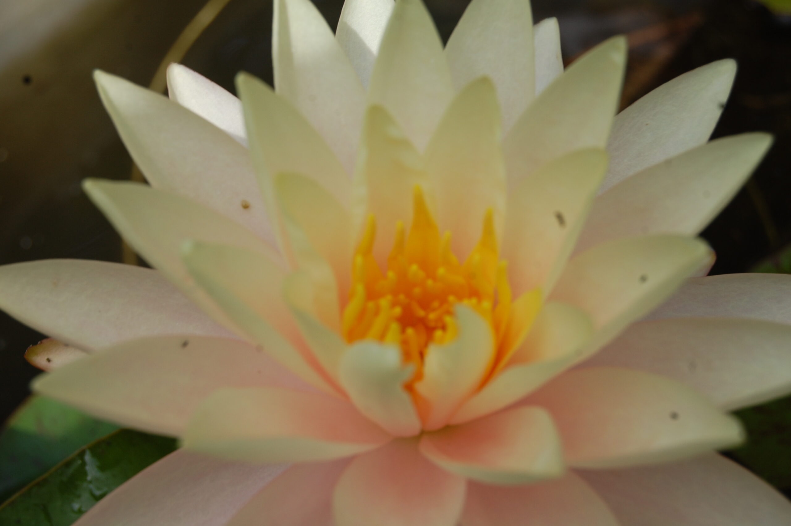 acheter nymphaea Carolina Sunset for sale buy on line (4)