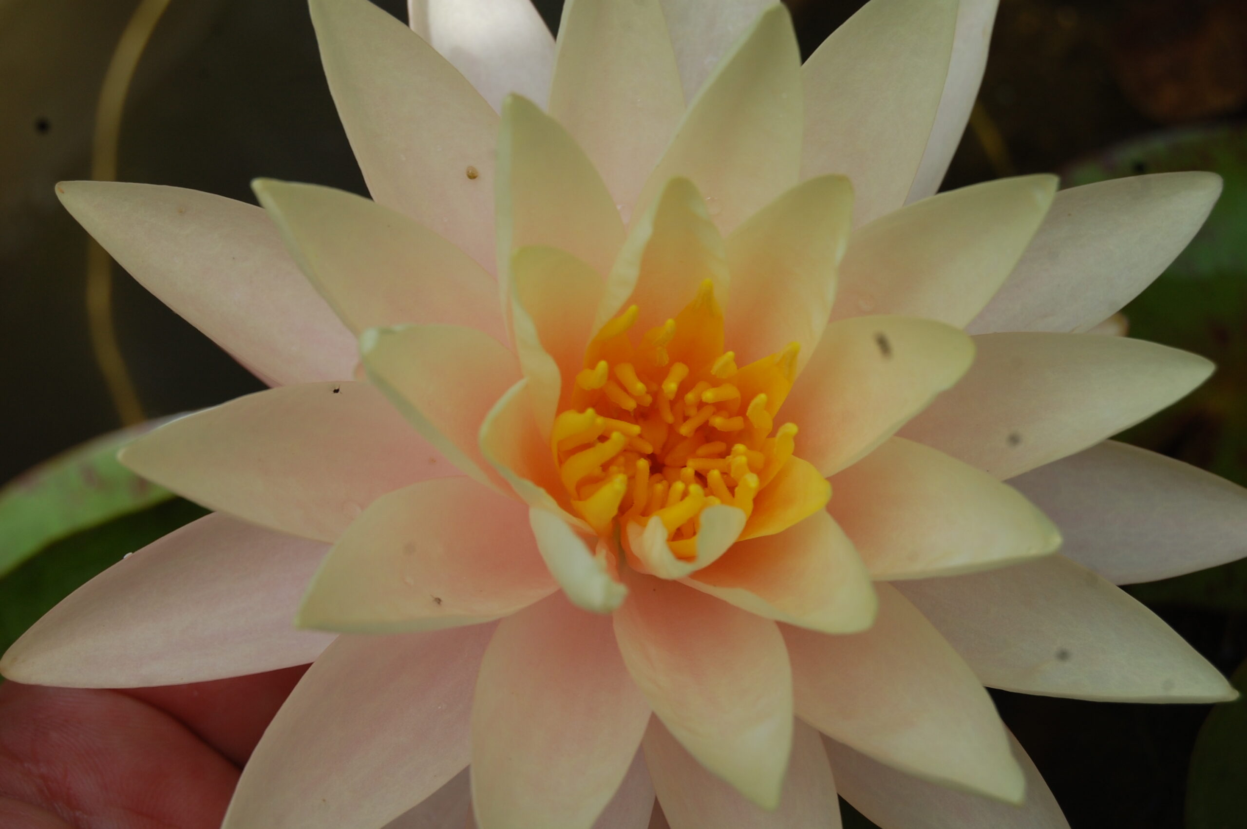 acheter nymphaea Carolina Sunset for sale buy on line (8)