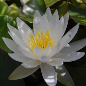 acheter nymphaea Carolinia Nivea for sale buy on line (17)