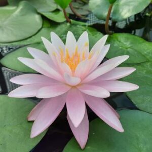 acheter nymphaea Citrus Scent for sale buy on line (29)