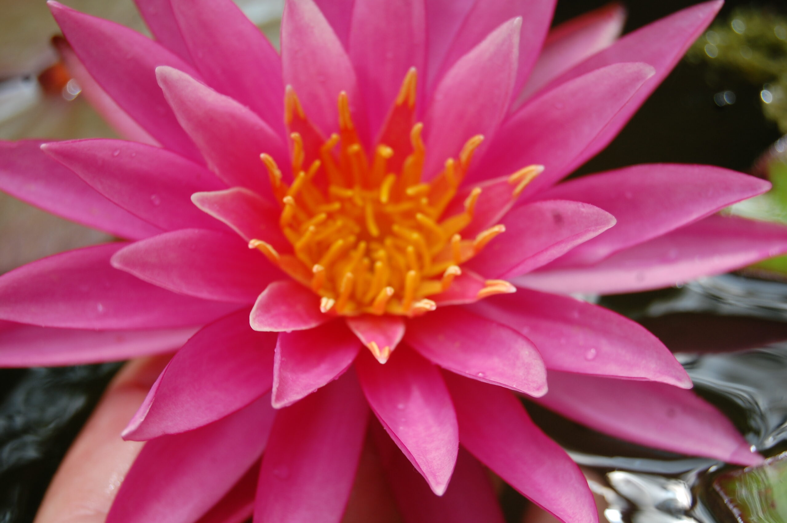 acheter nymphaea Cléandre for sale buy on line (12)