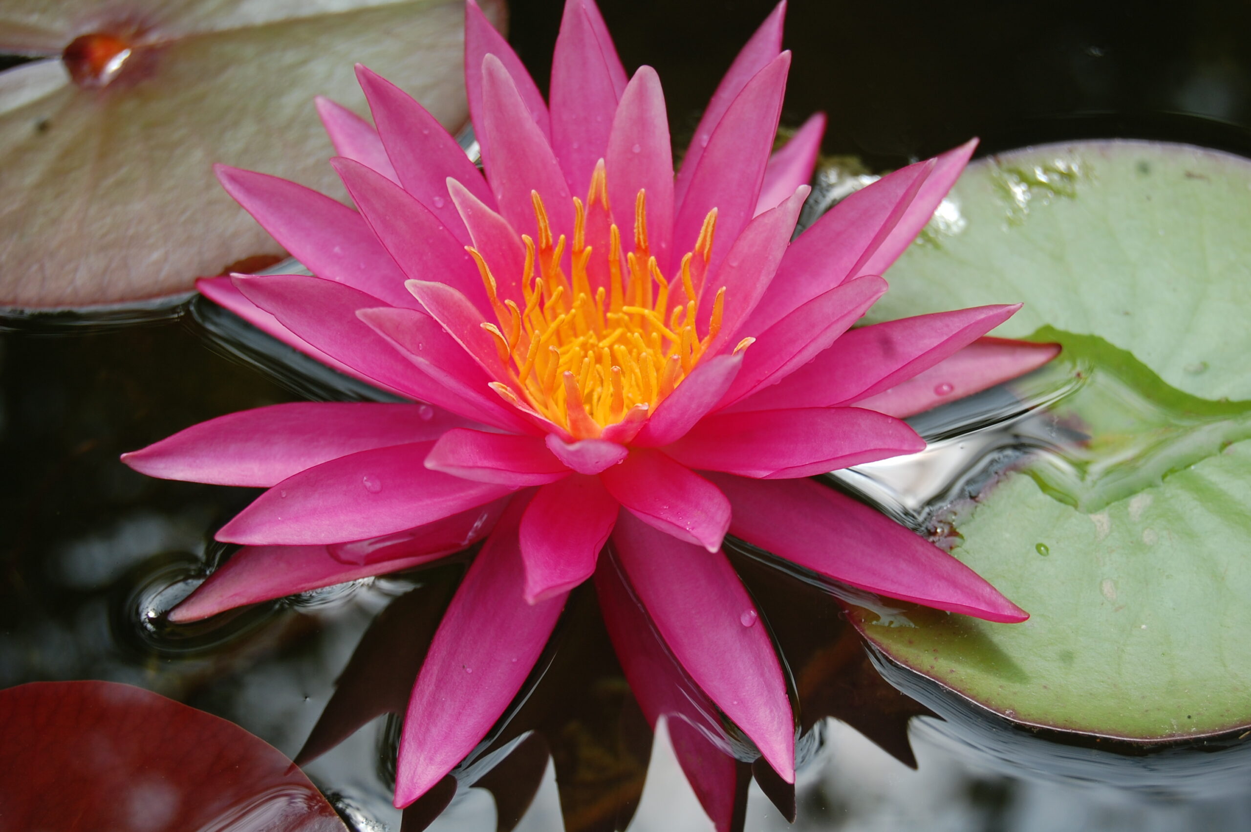 acheter nymphaea Cléandre for sale buy on line (3)