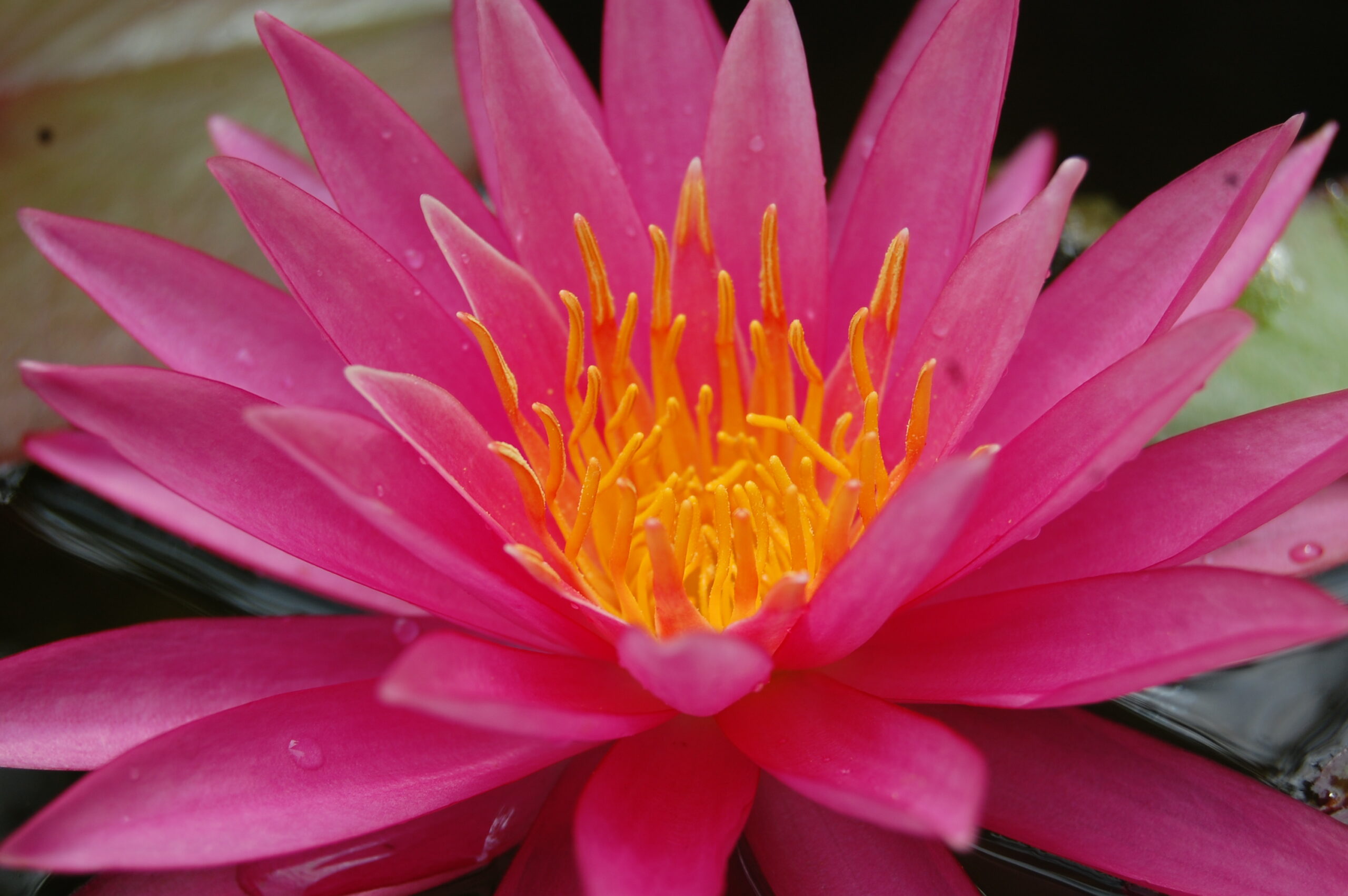 acheter nymphaea Cléandre for sale buy on line (4)