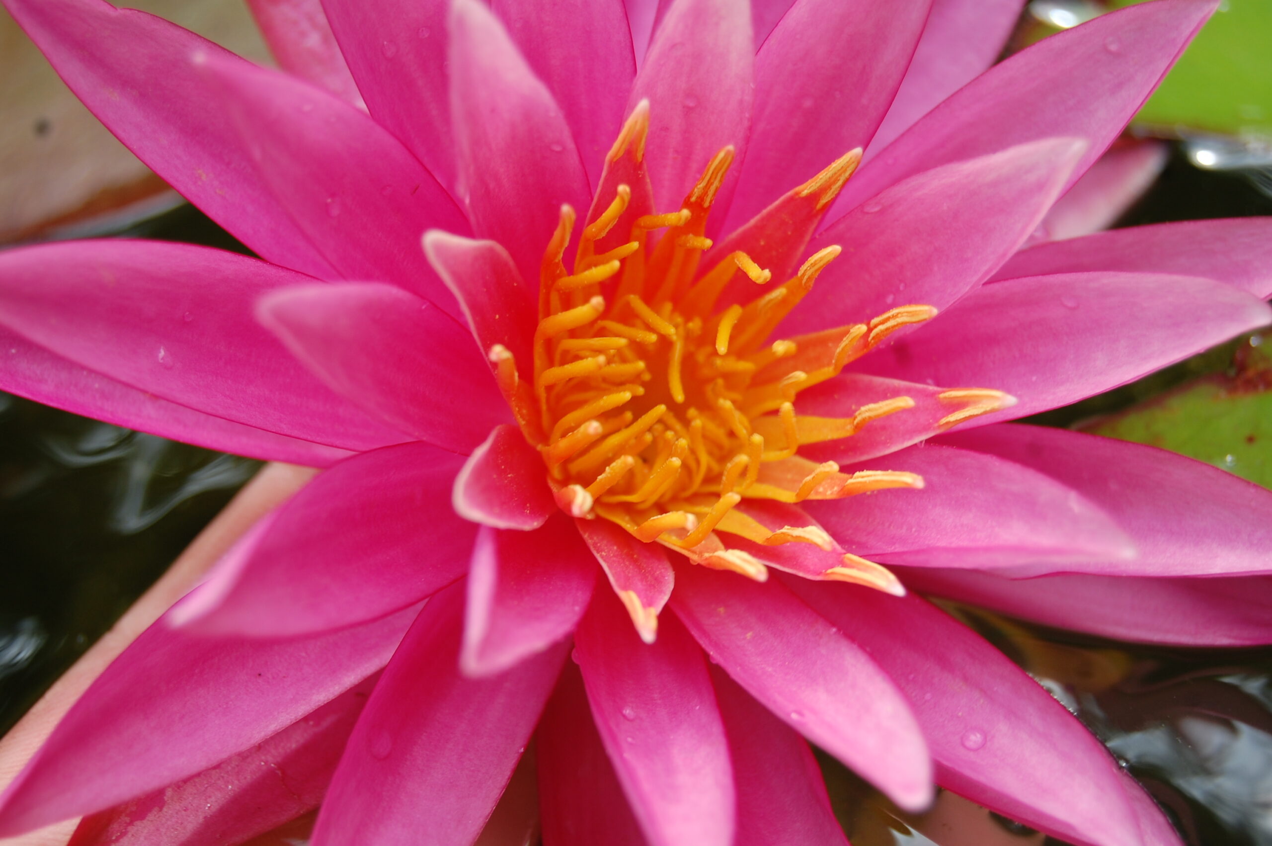 acheter nymphaea Cléandre for sale buy on line (5)