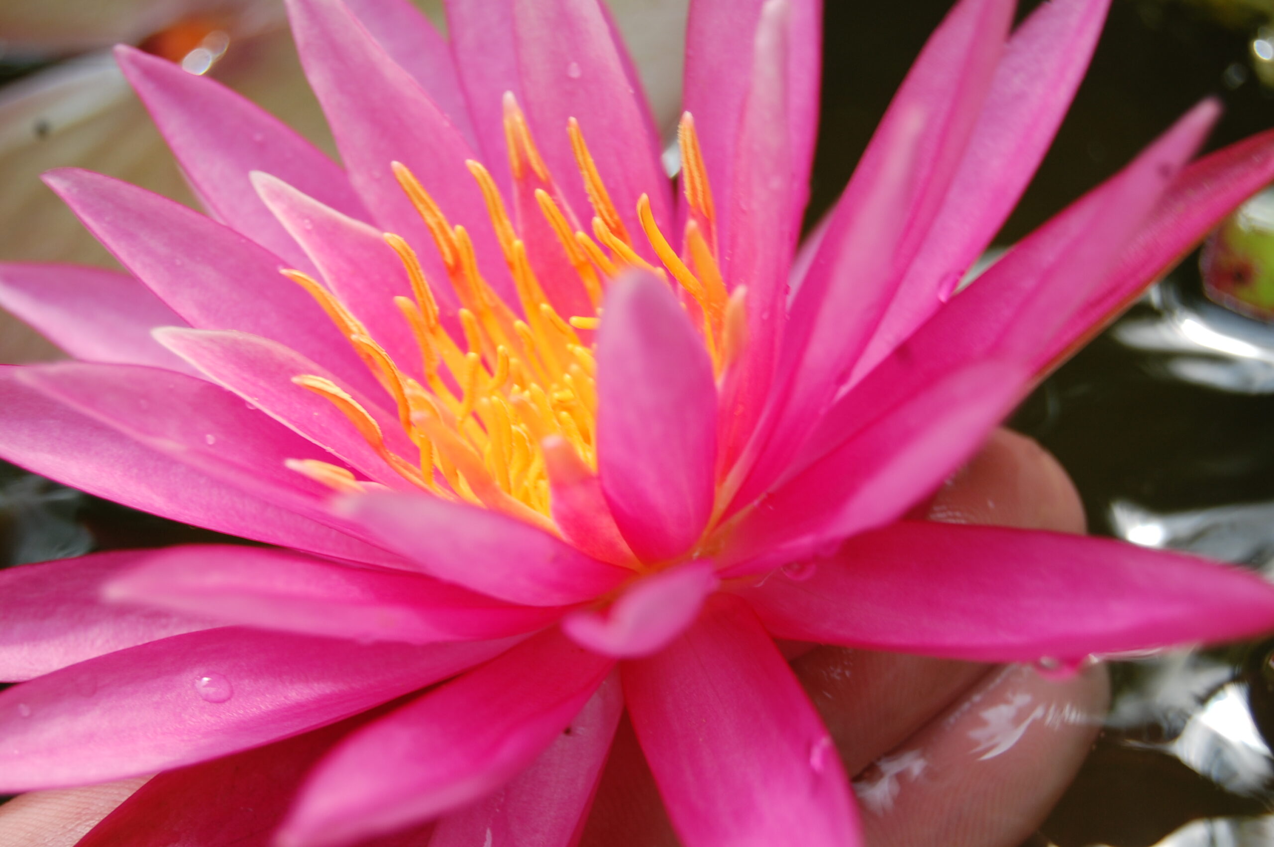 acheter nymphaea Cléandre for sale buy on line (8)