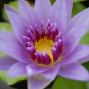 acheter nymphaea Colorata for sale buy on line (4)