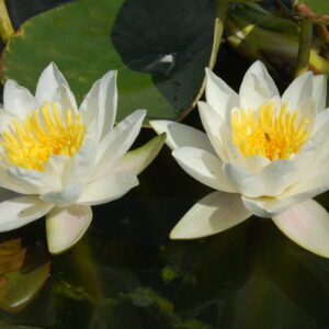 acheter nymphaea Cor Caroli for sale buy on line (2)