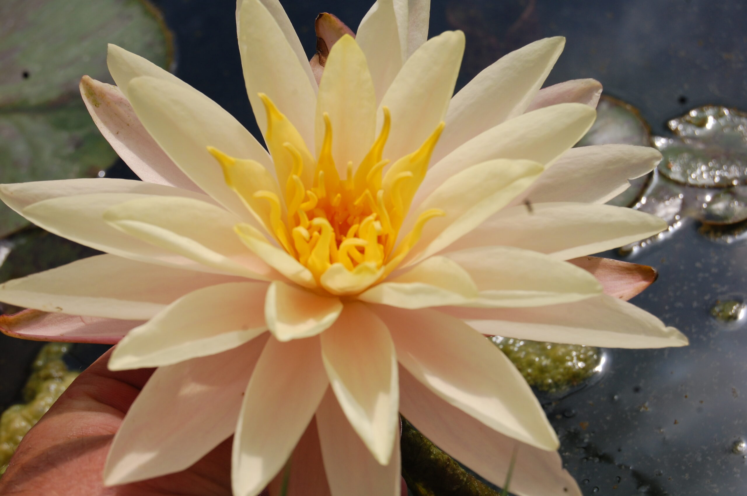 acheter nymphaea Damoiseau for sale buy on line (1)
