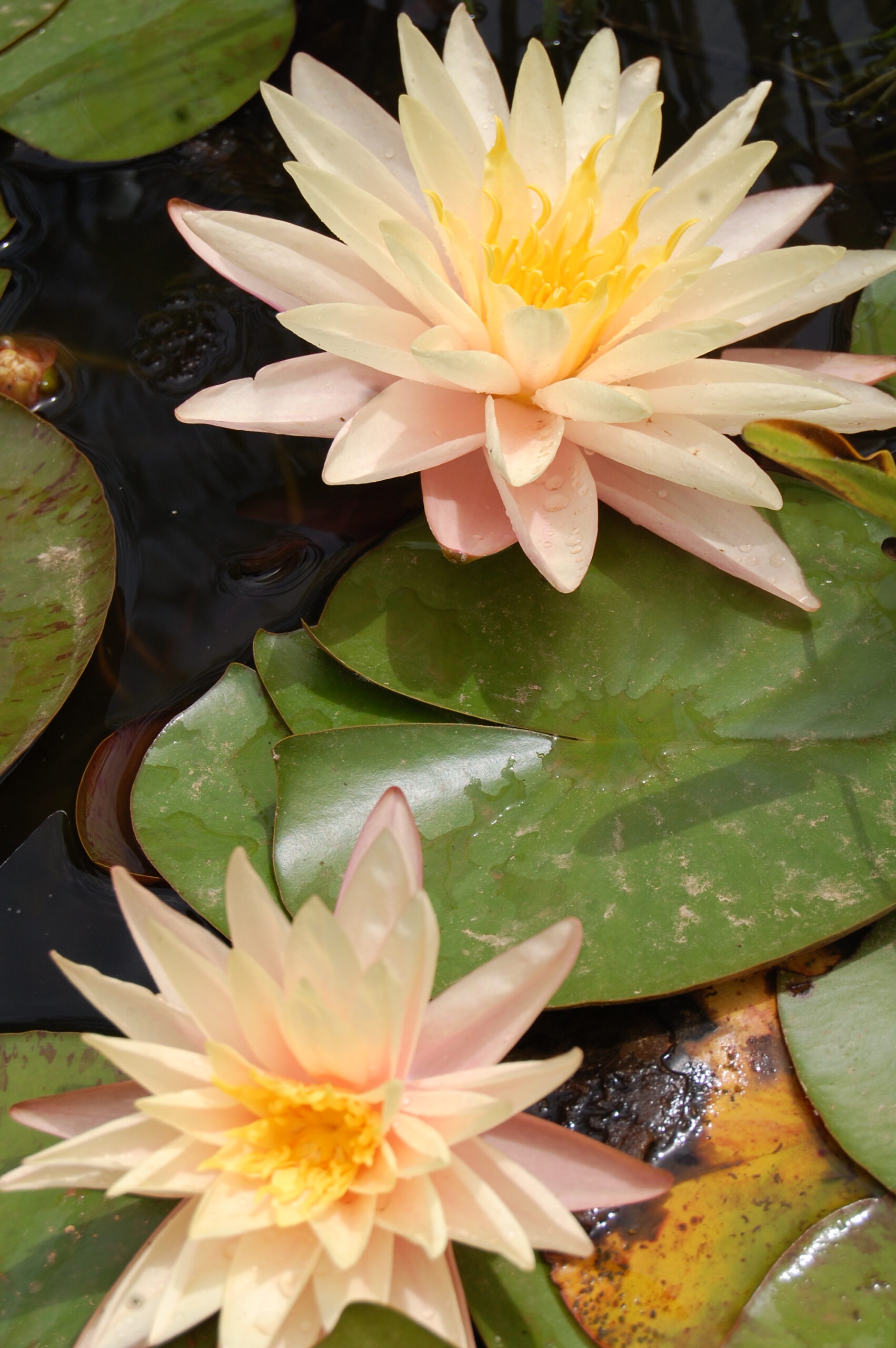 acheter nymphaea Damoiseau for sale buy on line (11)