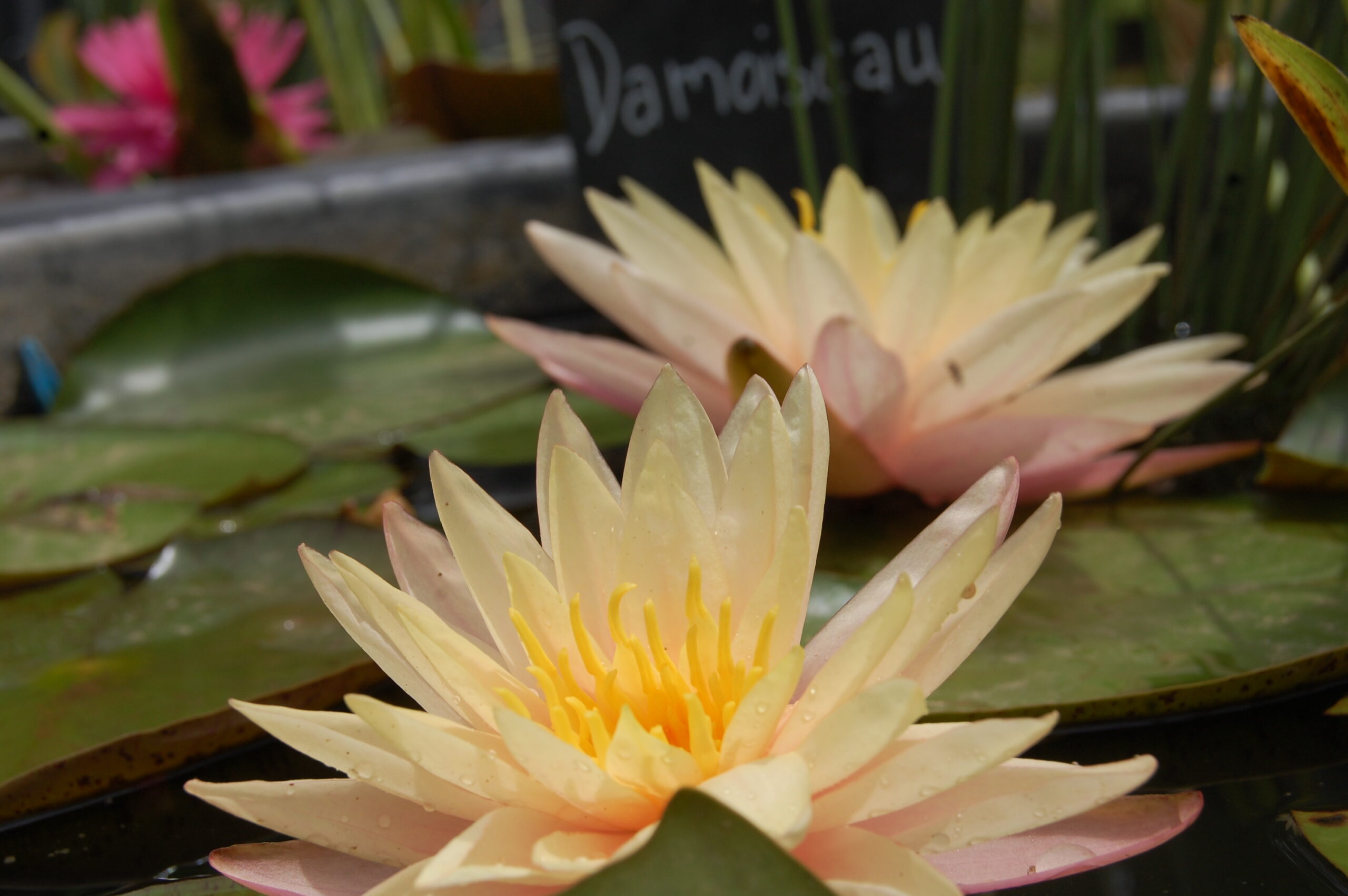 acheter nymphaea Damoiseau for sale buy on line (14)