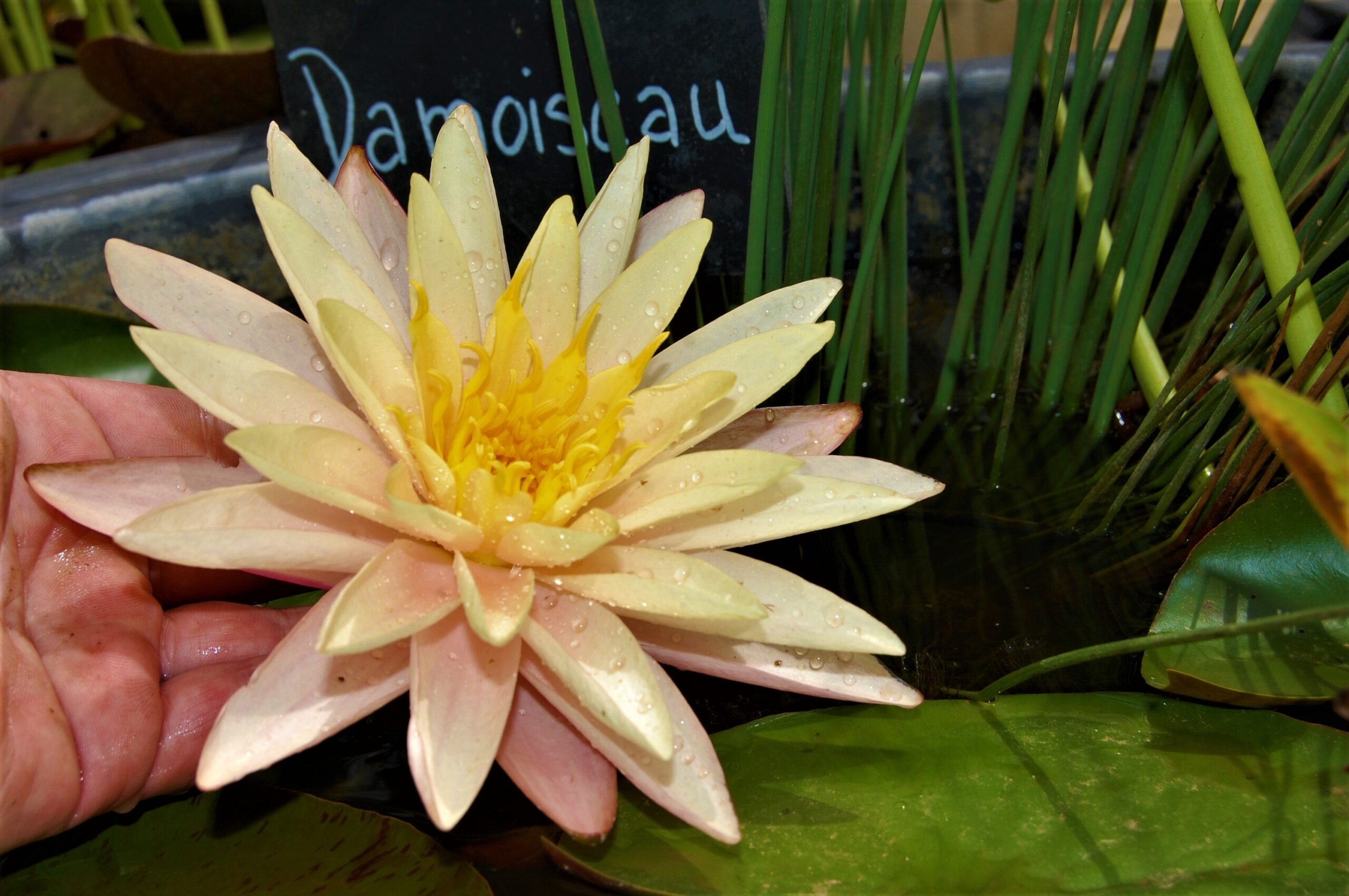 acheter nymphaea Damoiseau for sale buy on line (17)