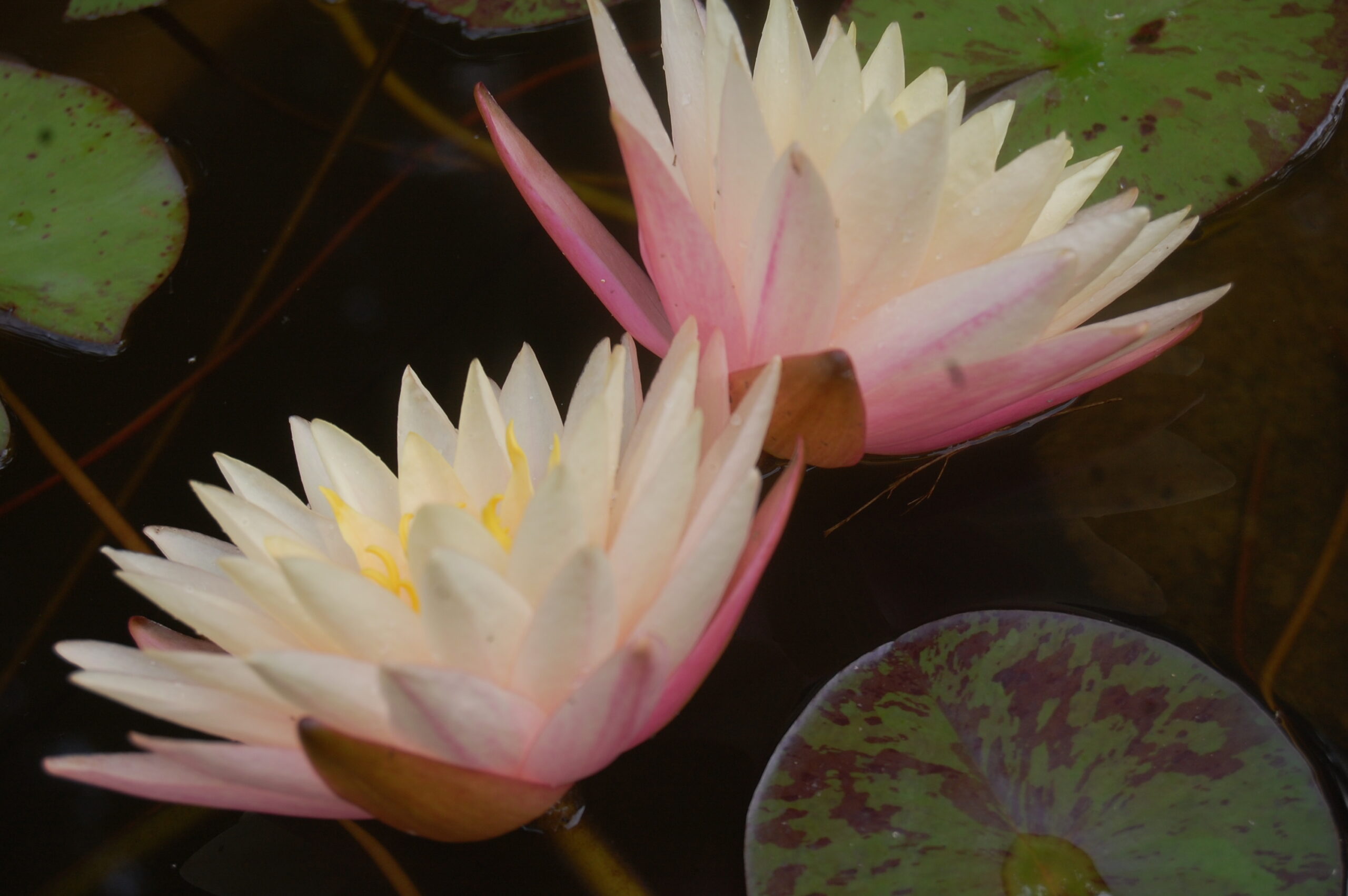 acheter nymphaea Damoiseau for sale buy on line (2)