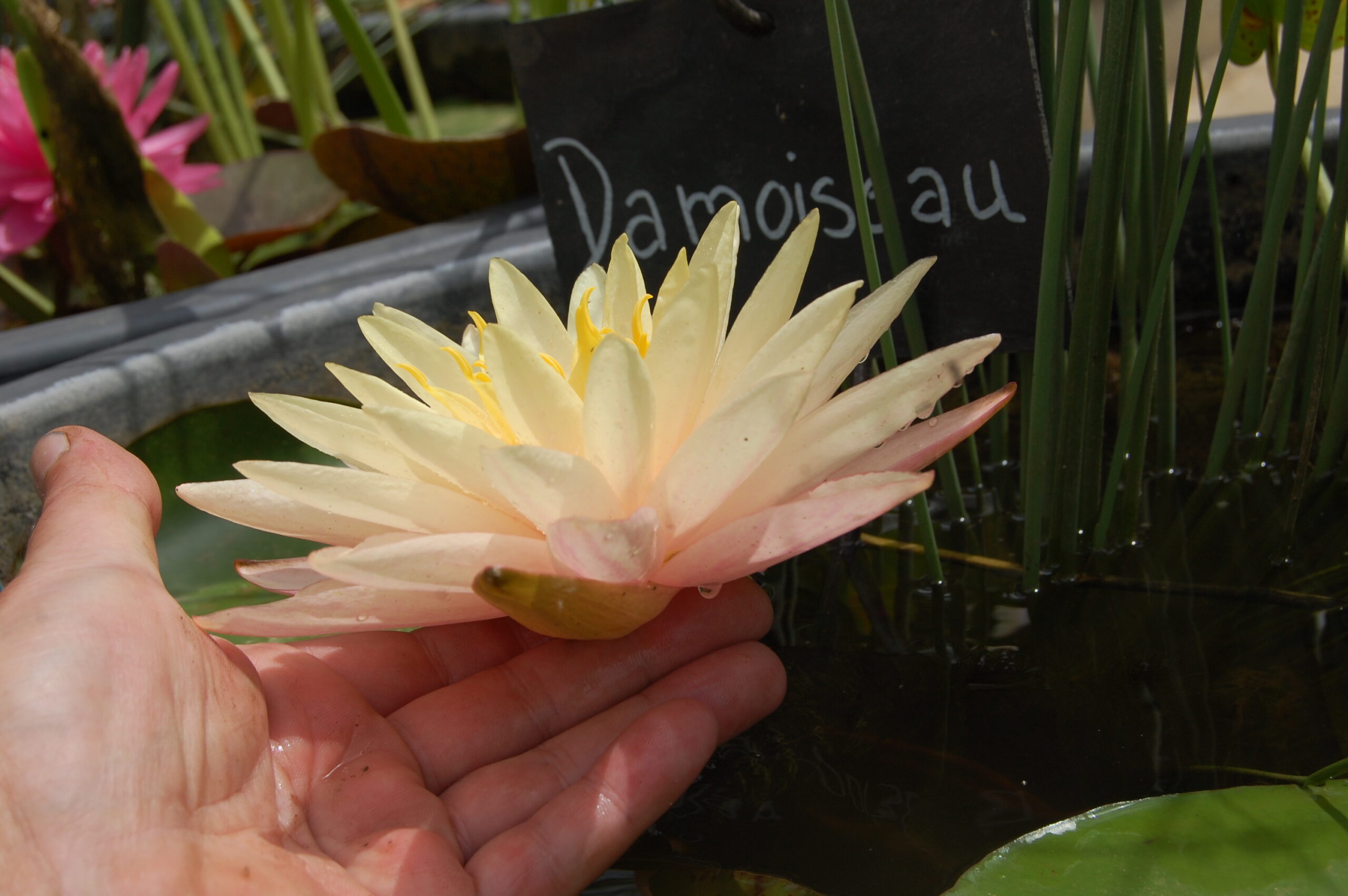 acheter nymphaea Damoiseau for sale buy on line (26)