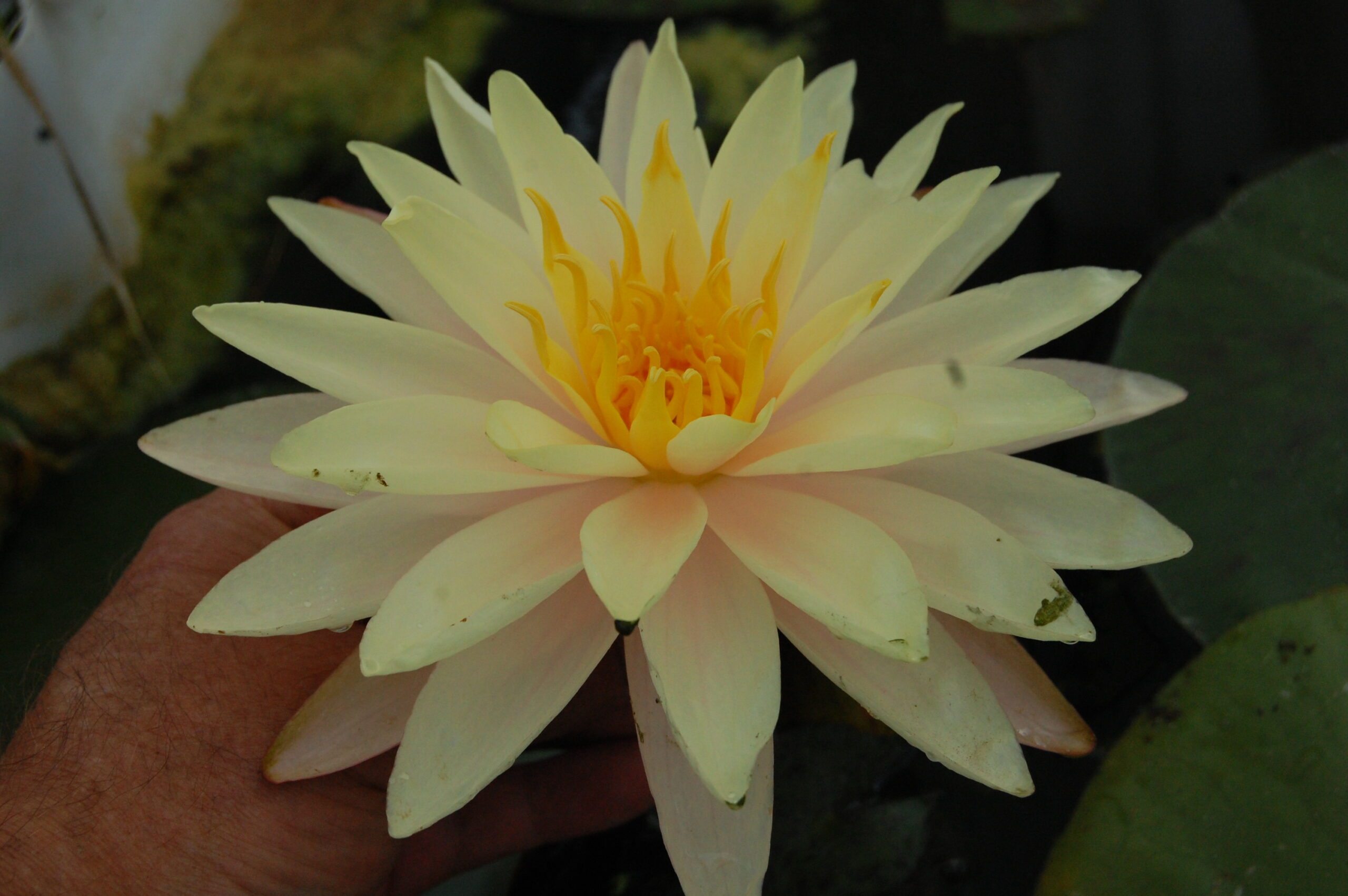 acheter nymphaea Damoiseau for sale buy on line (29)