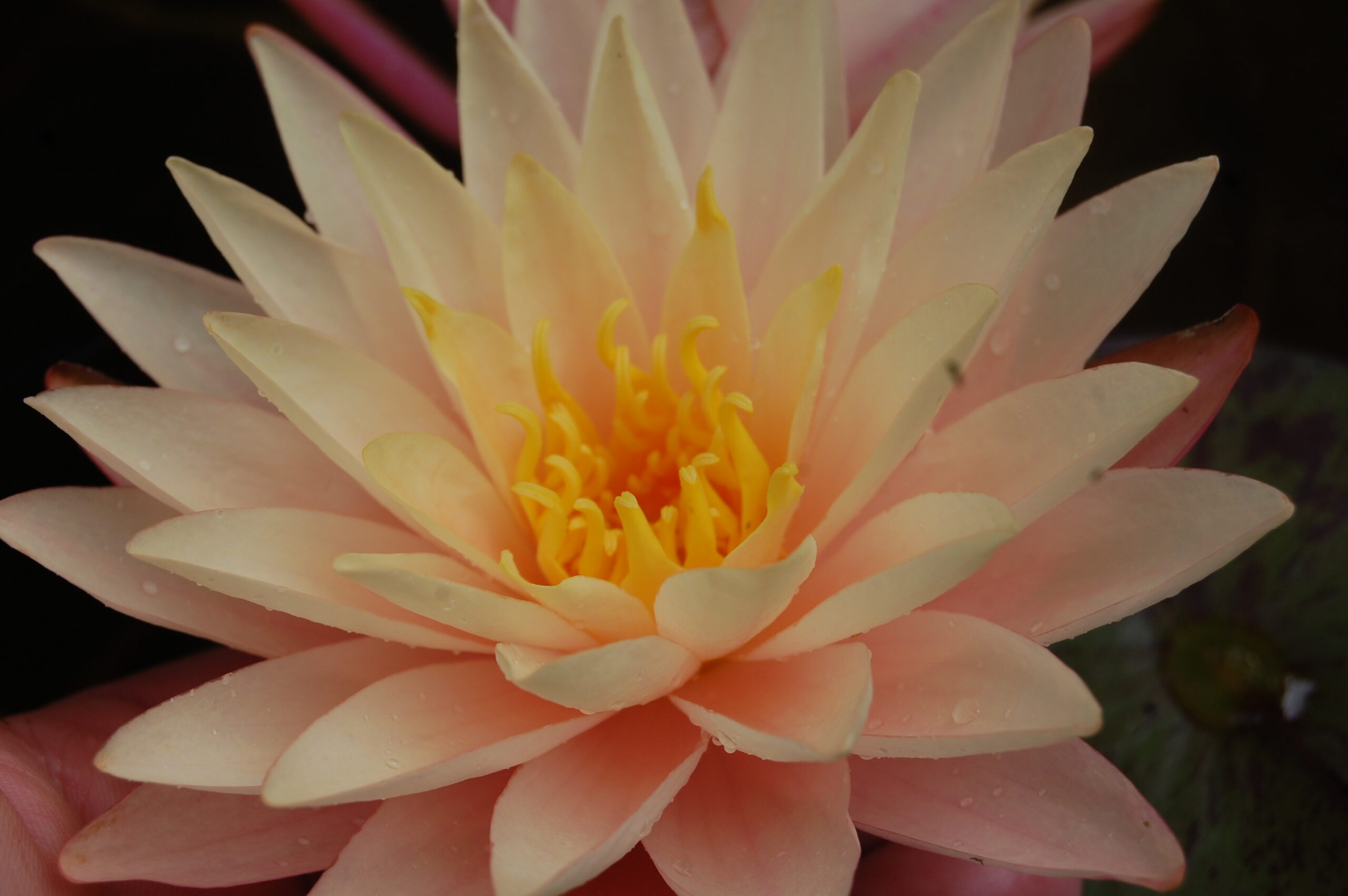 acheter nymphaea Damoiseau for sale buy on line (3)
