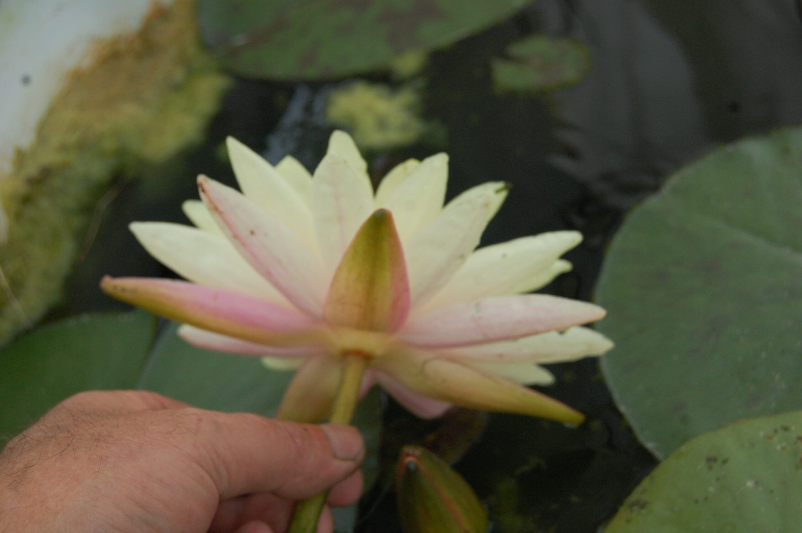 acheter nymphaea Damoiseau for sale buy on line (30)