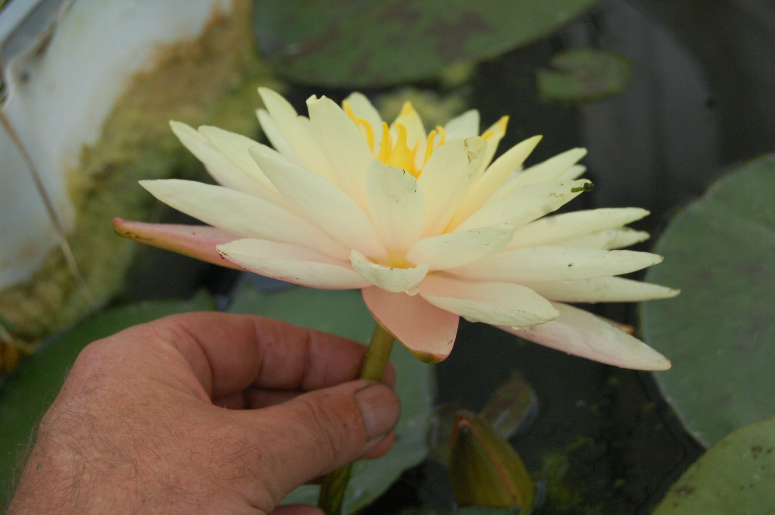 acheter nymphaea Damoiseau for sale buy on line (31)