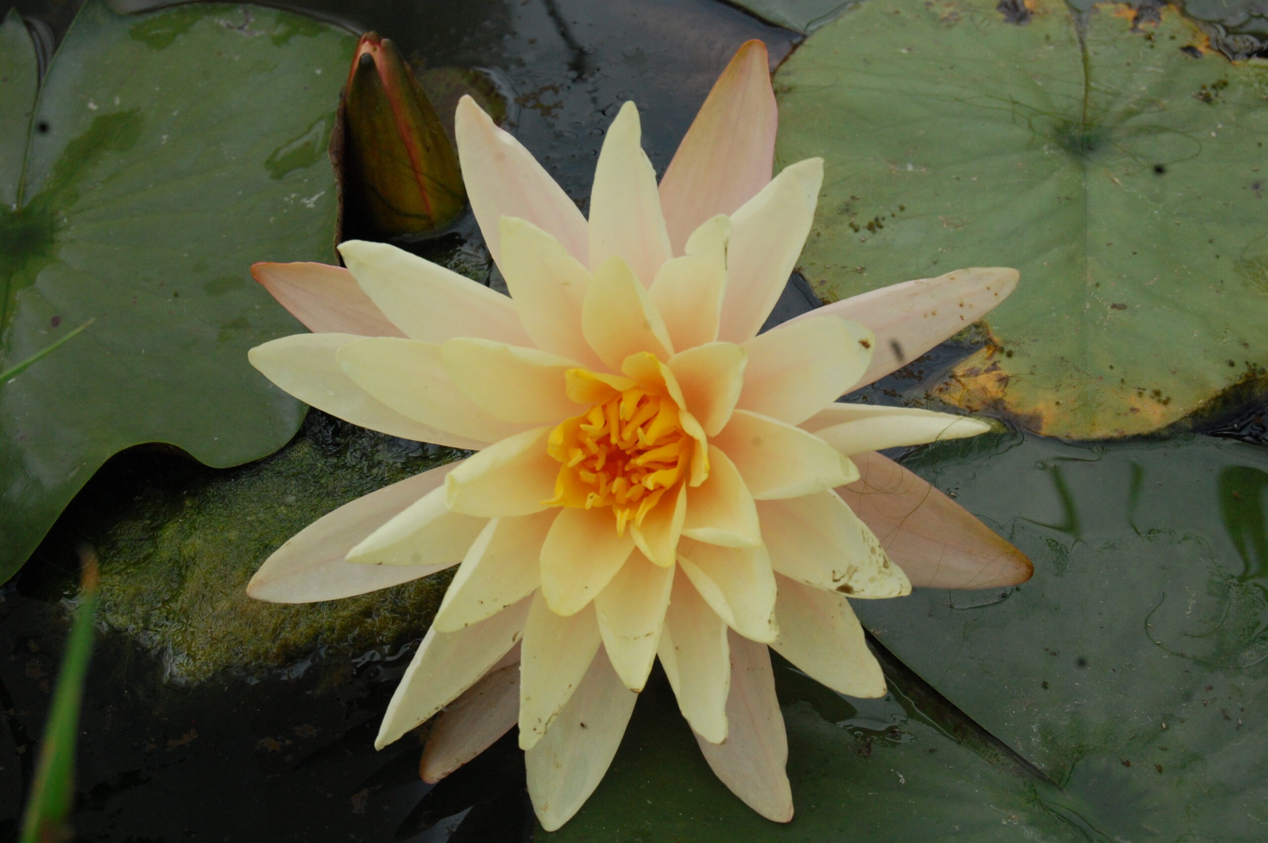 acheter nymphaea Damoiseau for sale buy on line (39)