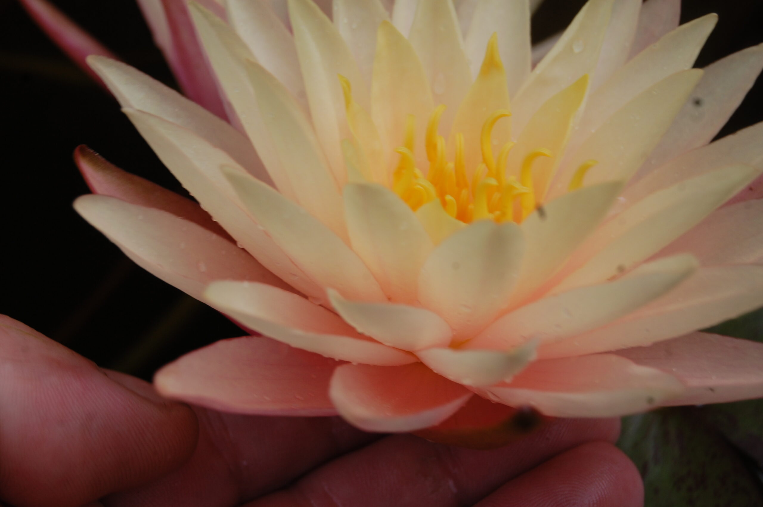 acheter nymphaea Damoiseau for sale buy on line (4)
