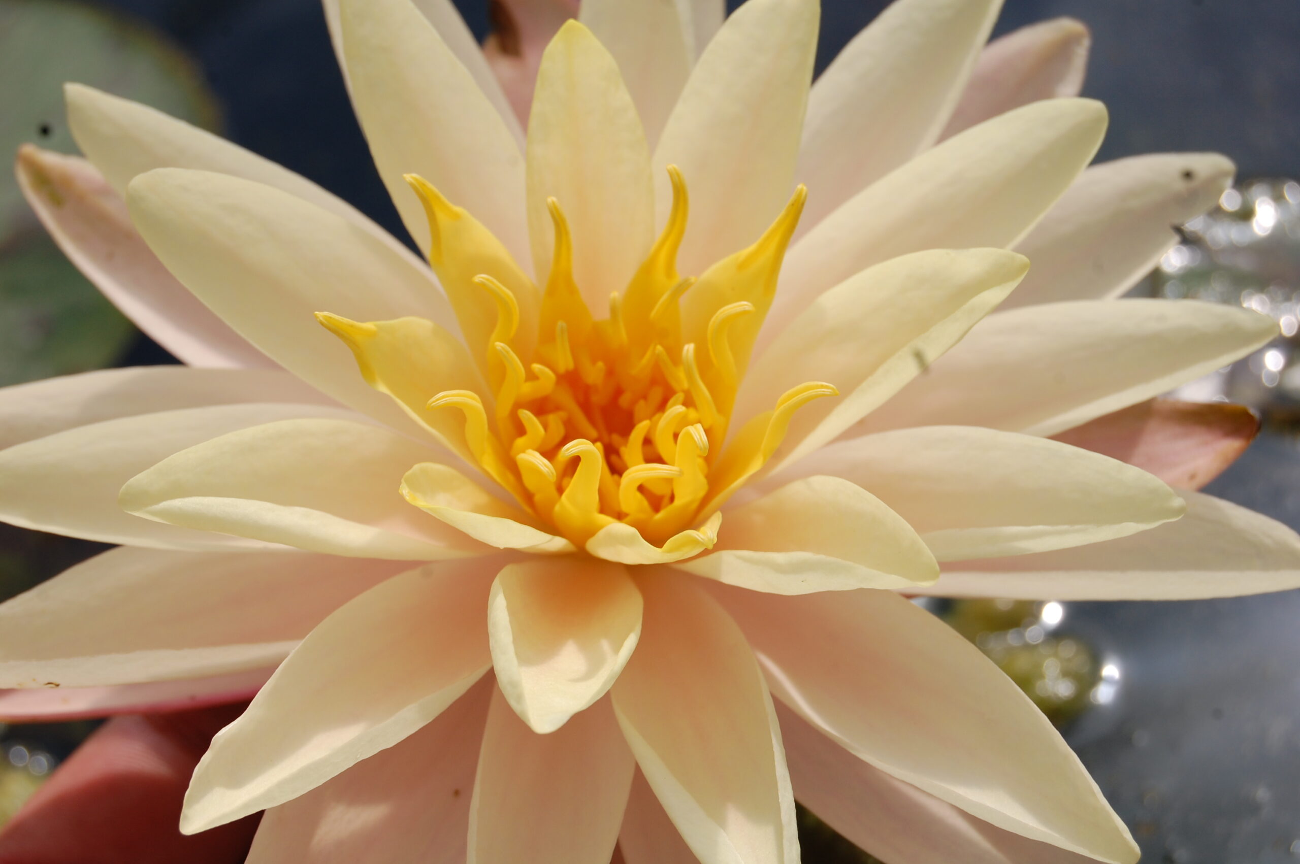 acheter nymphaea Damoiseau for sale buy on line (40)