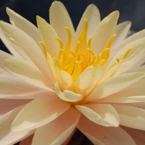 acheter nymphaea Damoiseau for sale buy on line (42)